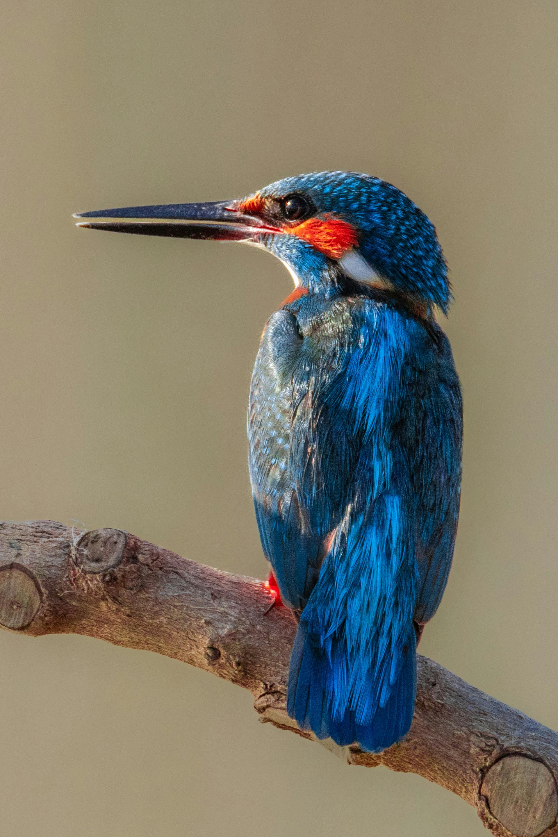 Gratis stockfoto met alcedo atthis, aviaire, beest Stockfoto