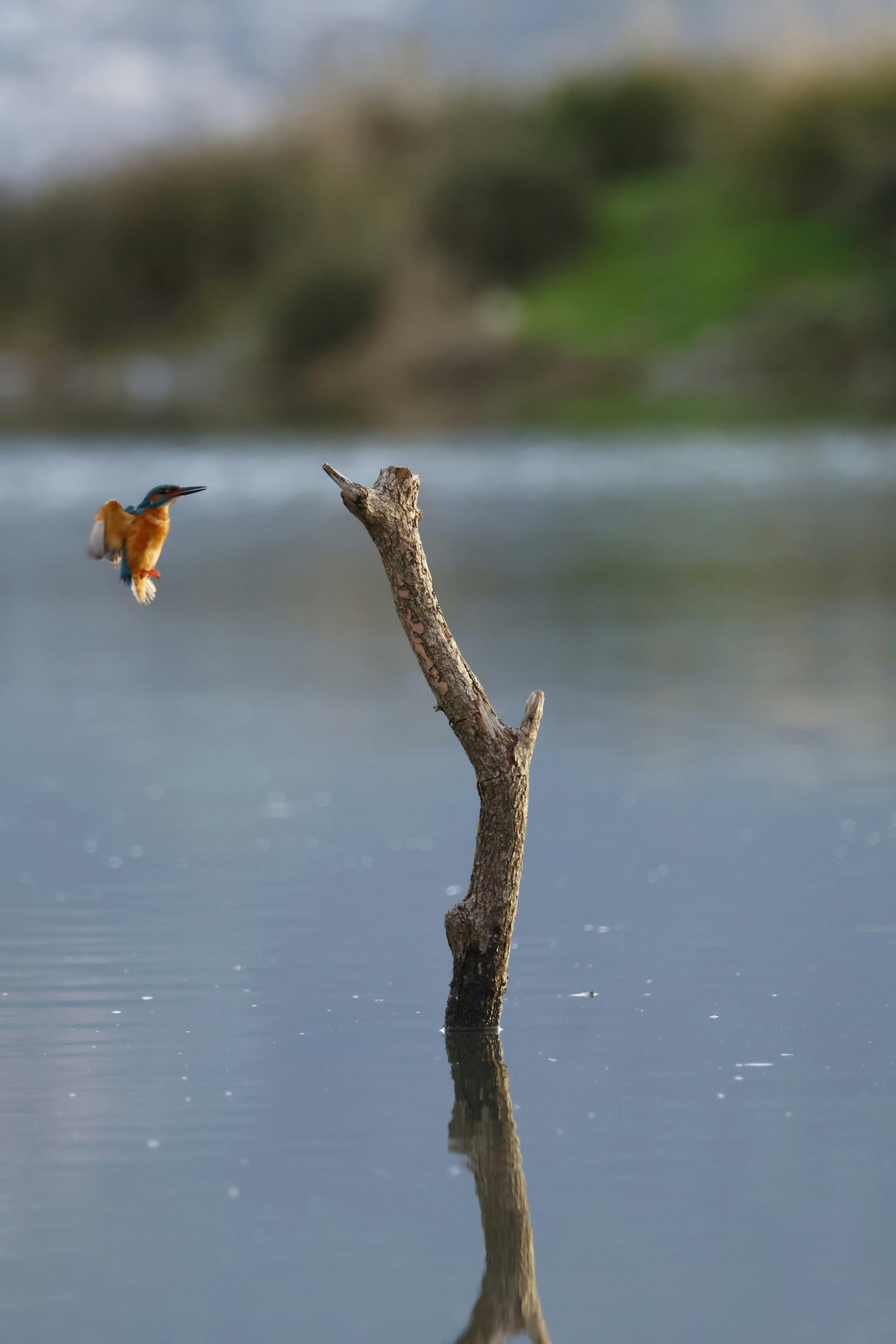 Kostnadsfria Kostnadsfri bild av apelsinfjädrar, balansera, birding Stock foto