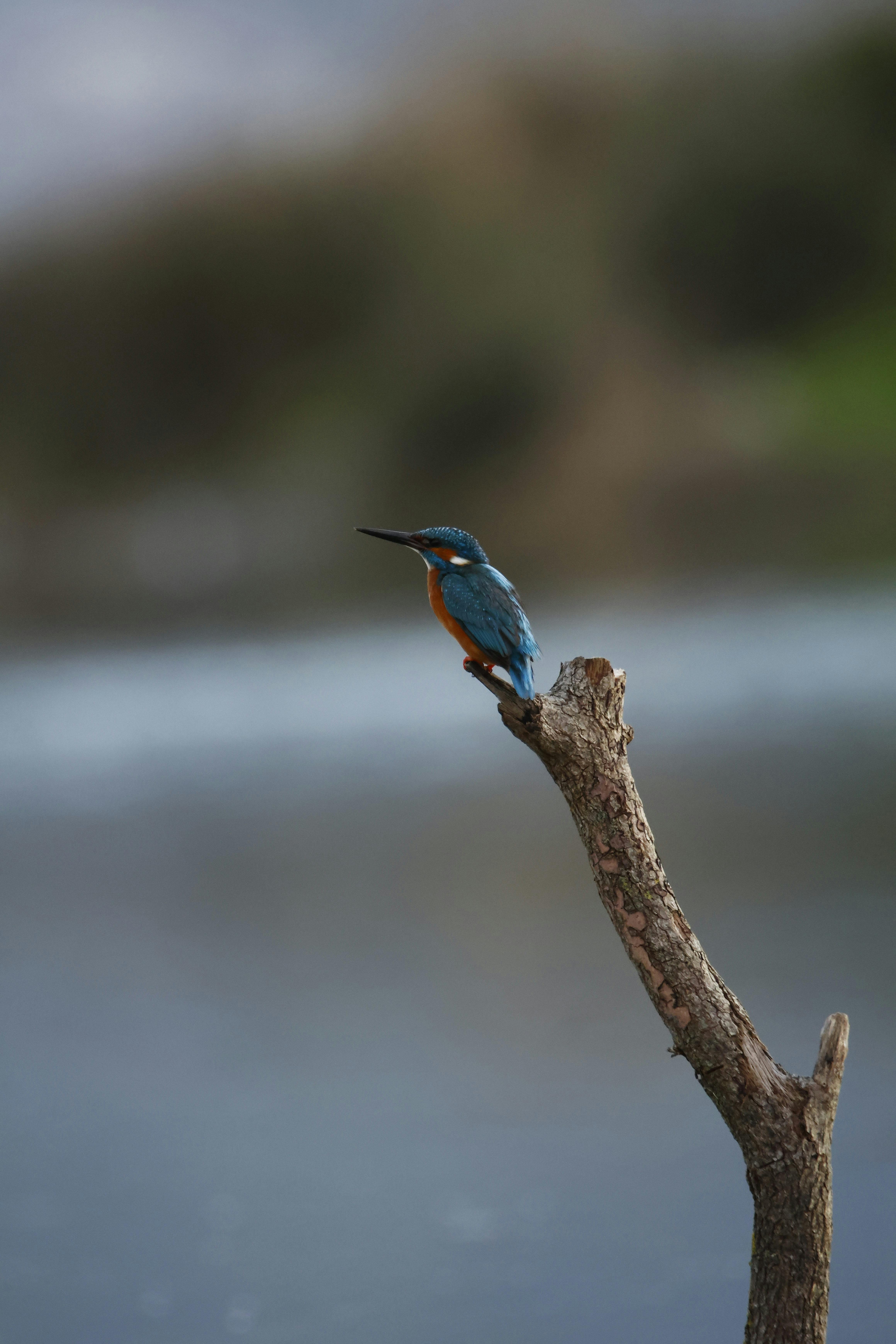 無料 鮮やかなカワセミが静かな湖畔の枝に静かに止まっています。 写真素材