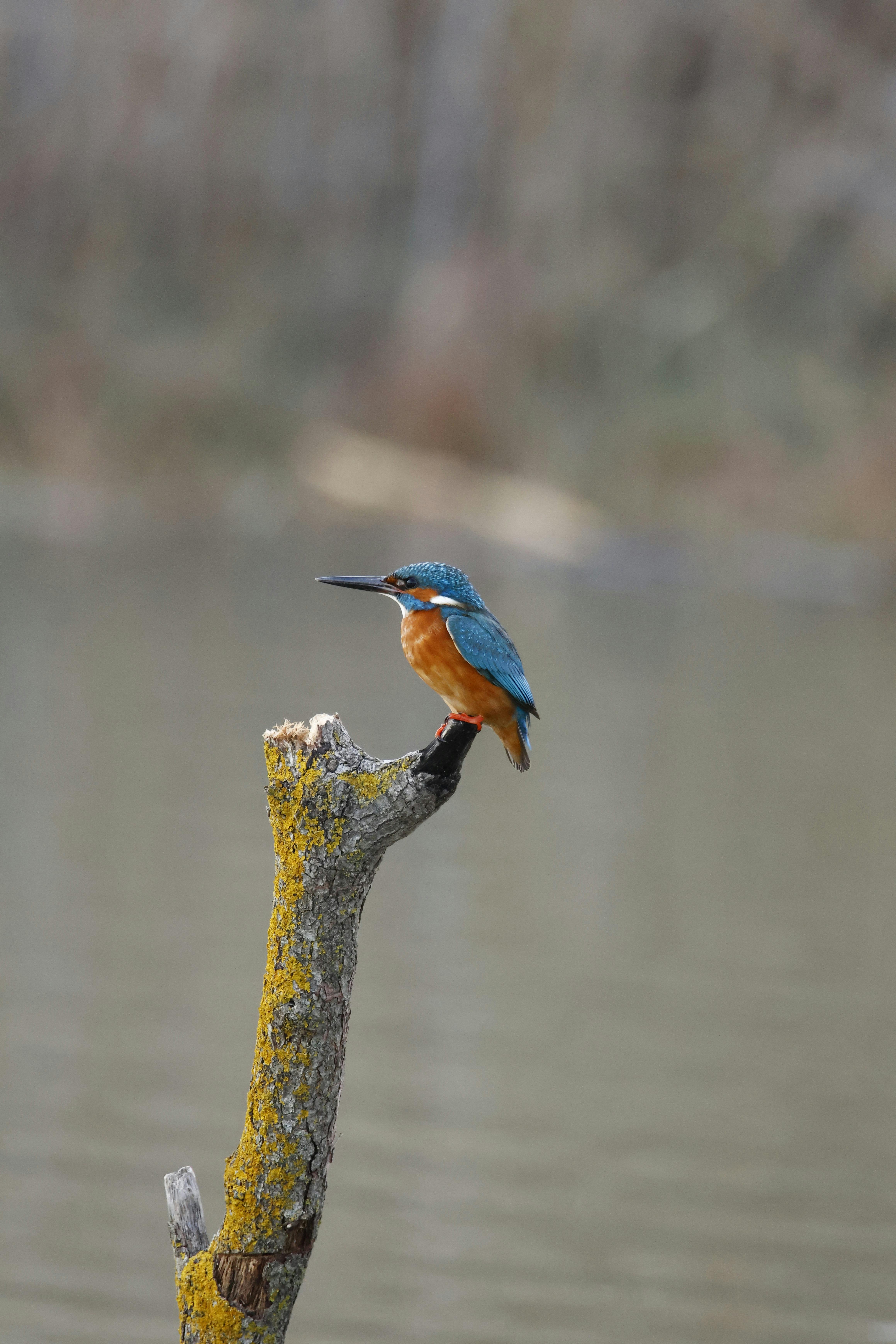 無料 水辺の苔むした枝に止まっている鮮やかなカワセミ。 写真素材