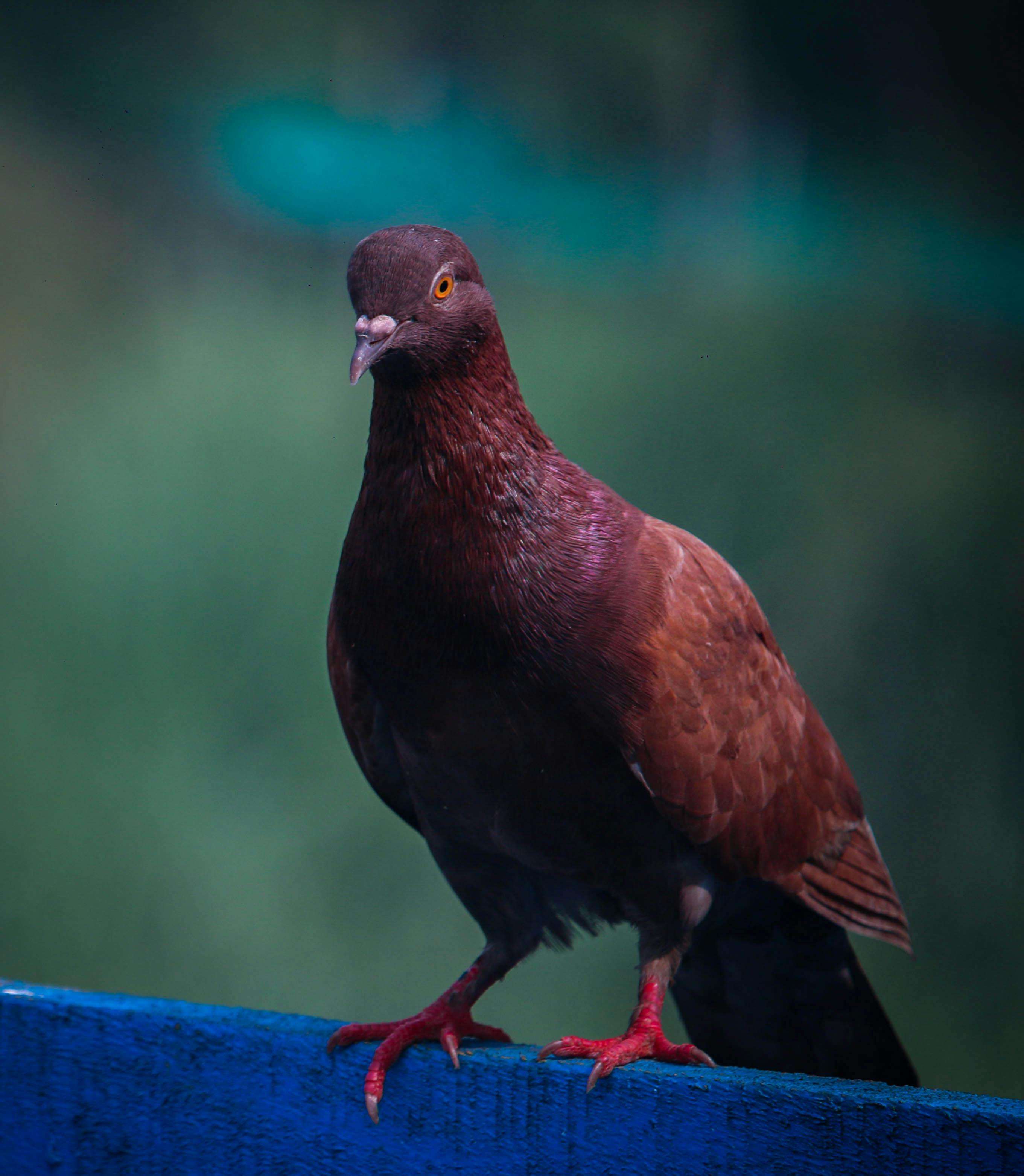 Zadarmo Detailný pohľad na hnedého holuba sediaceho na modrej rímse vonku. Fotka z fotobanky