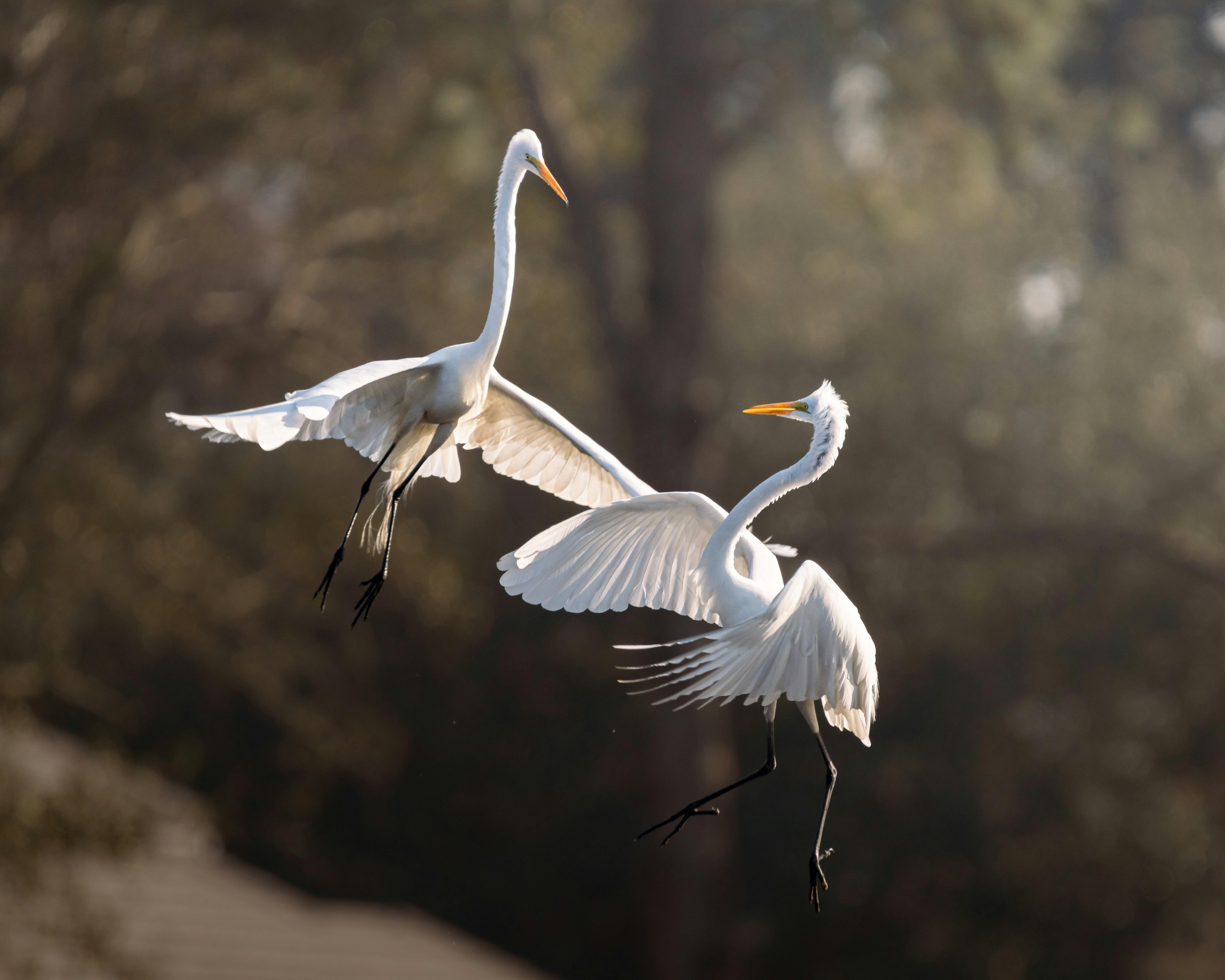 Miễn phí Hai con cò trắng lớn với đôi cánh dang rộng uyển chuyển bay lượn trong ánh nắng mặt trời trên nền mờ ảo. Ảnh lưu trữ