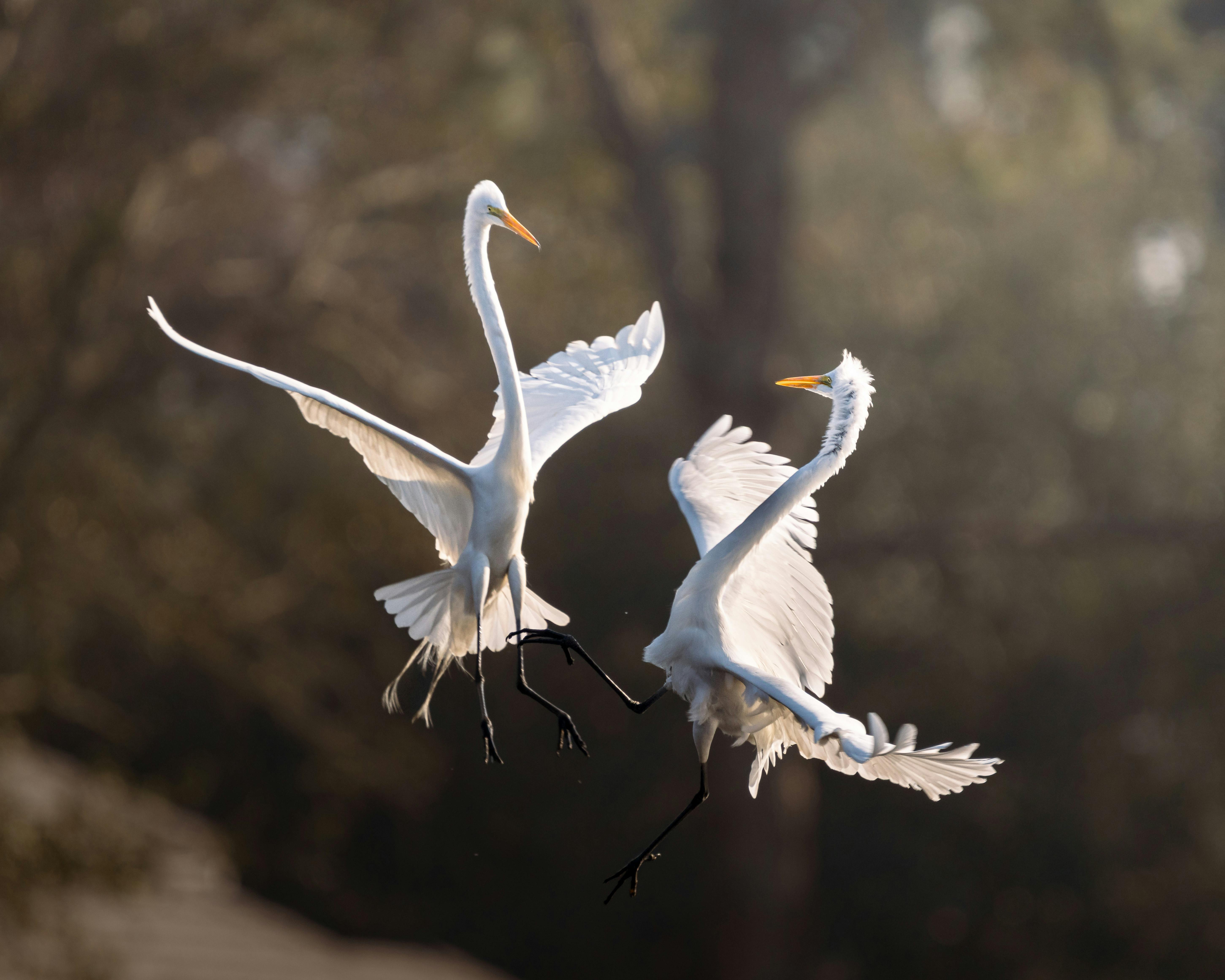 Gratis Dos garcetas grandes bailan graciosamente en el aire en un entorno natural sereno, mostrando su plumaje blanco. Foto de stock