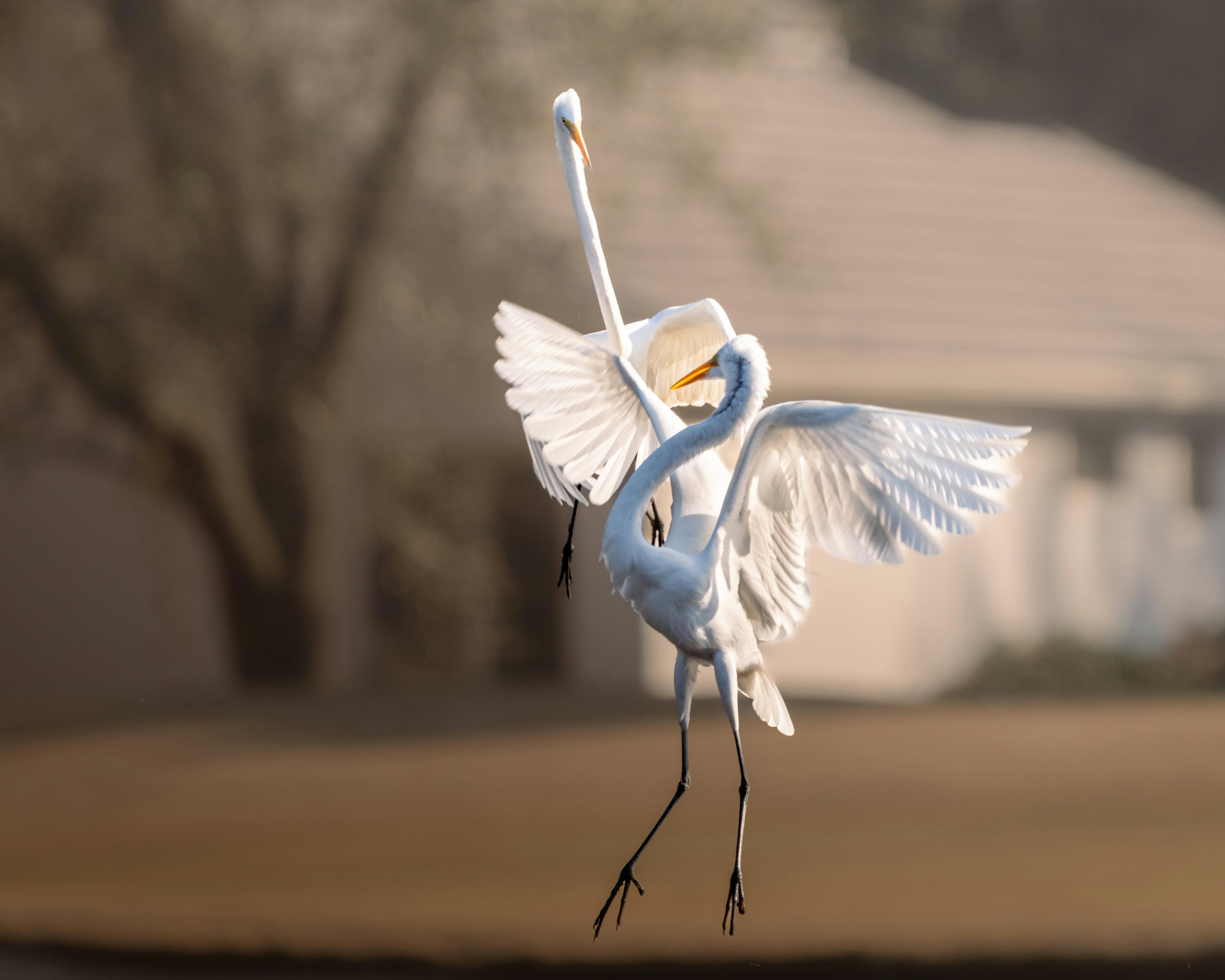 ingyenes Két elegáns kócsag lebilincselő, kecsesen kiterjesztett szárnyakkal táncol a levegőben egy szabadtéri környezetben. Stockfotó