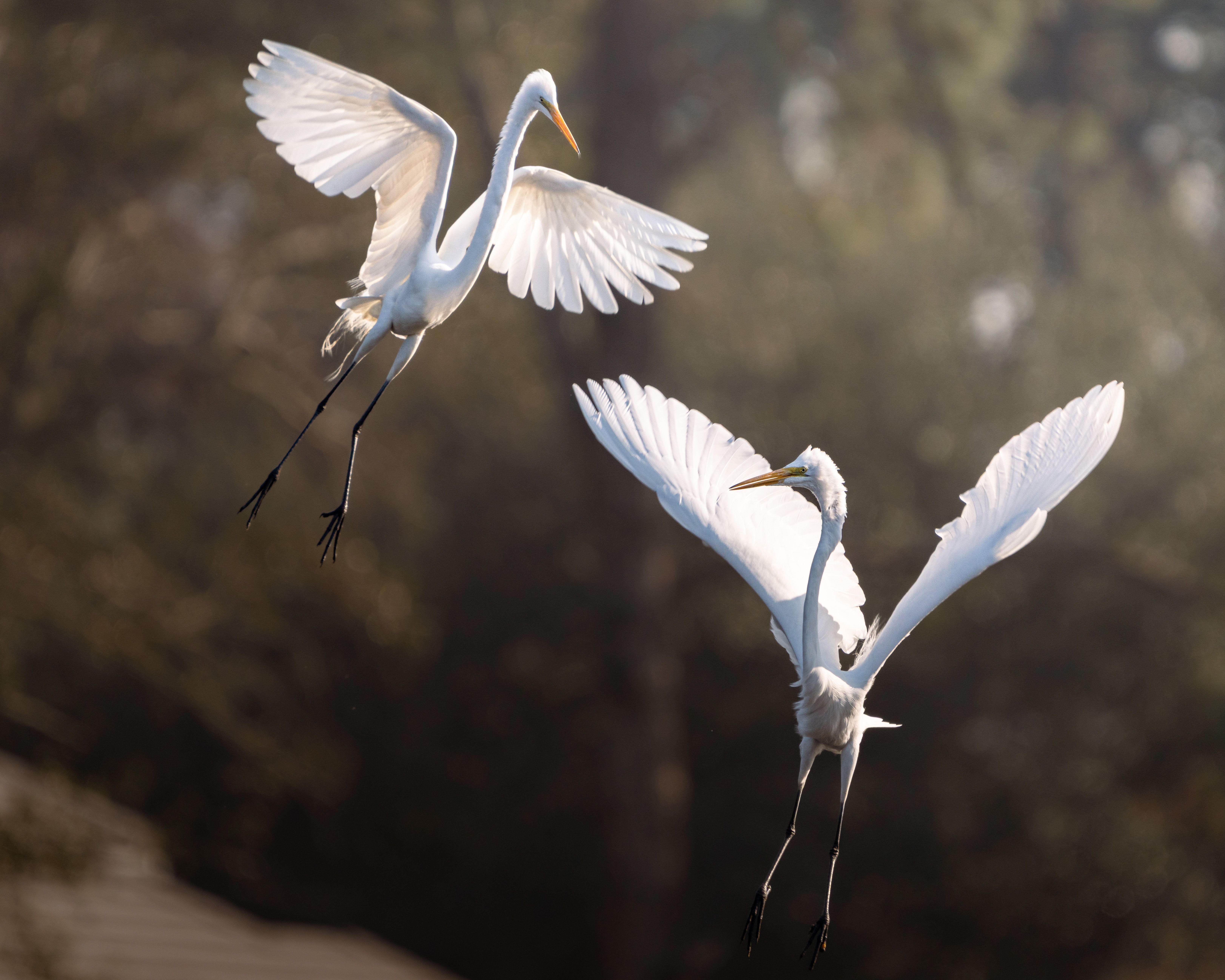 North Louisiana Sportsman’s Expo set to bring outdoor adventure back to West Monroe — Photo by Dmytro Koplyk on Pexels