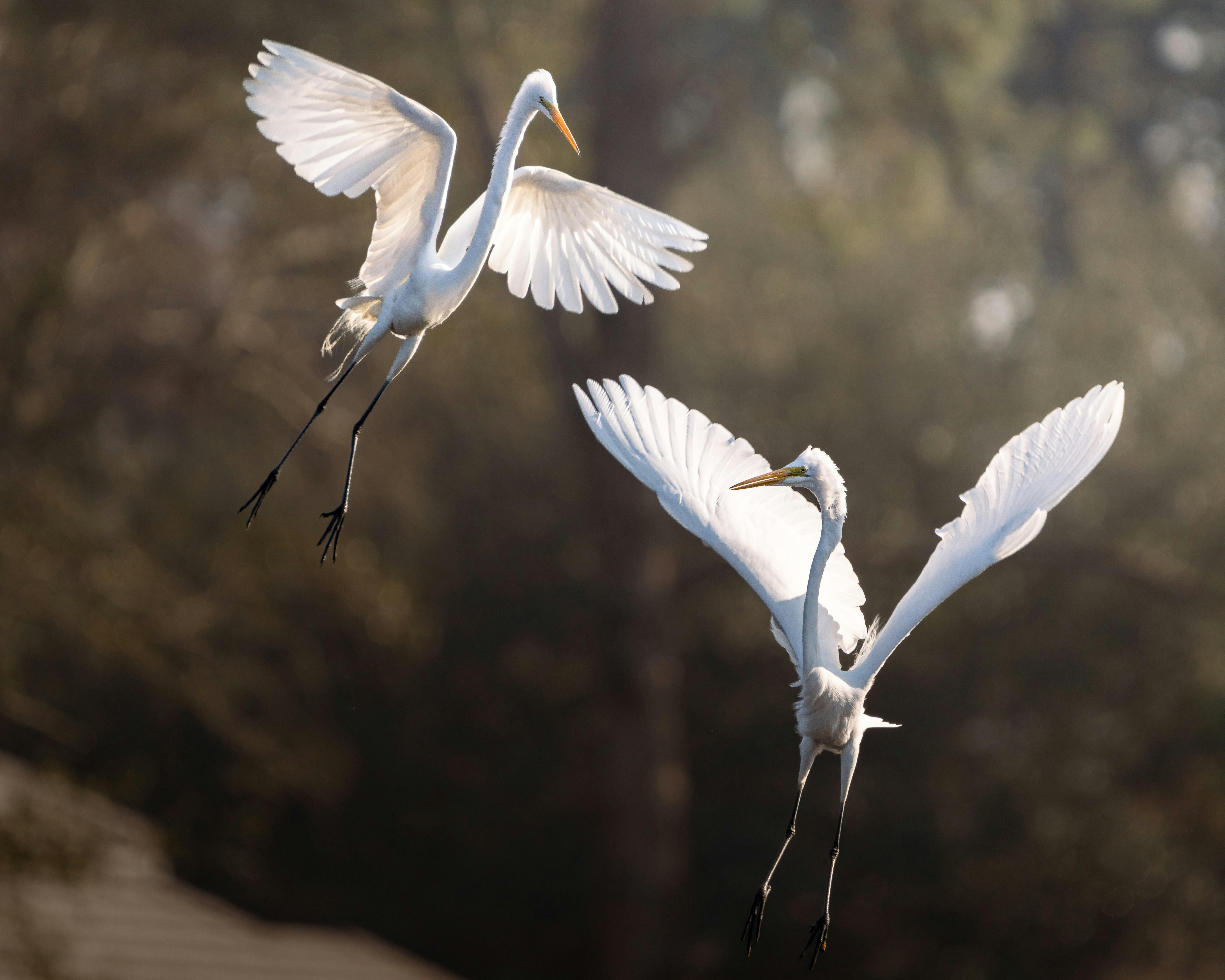 Free Two majestic egrets gracefully flying against a blurred natural backdrop on a sunny day. Stock Photo