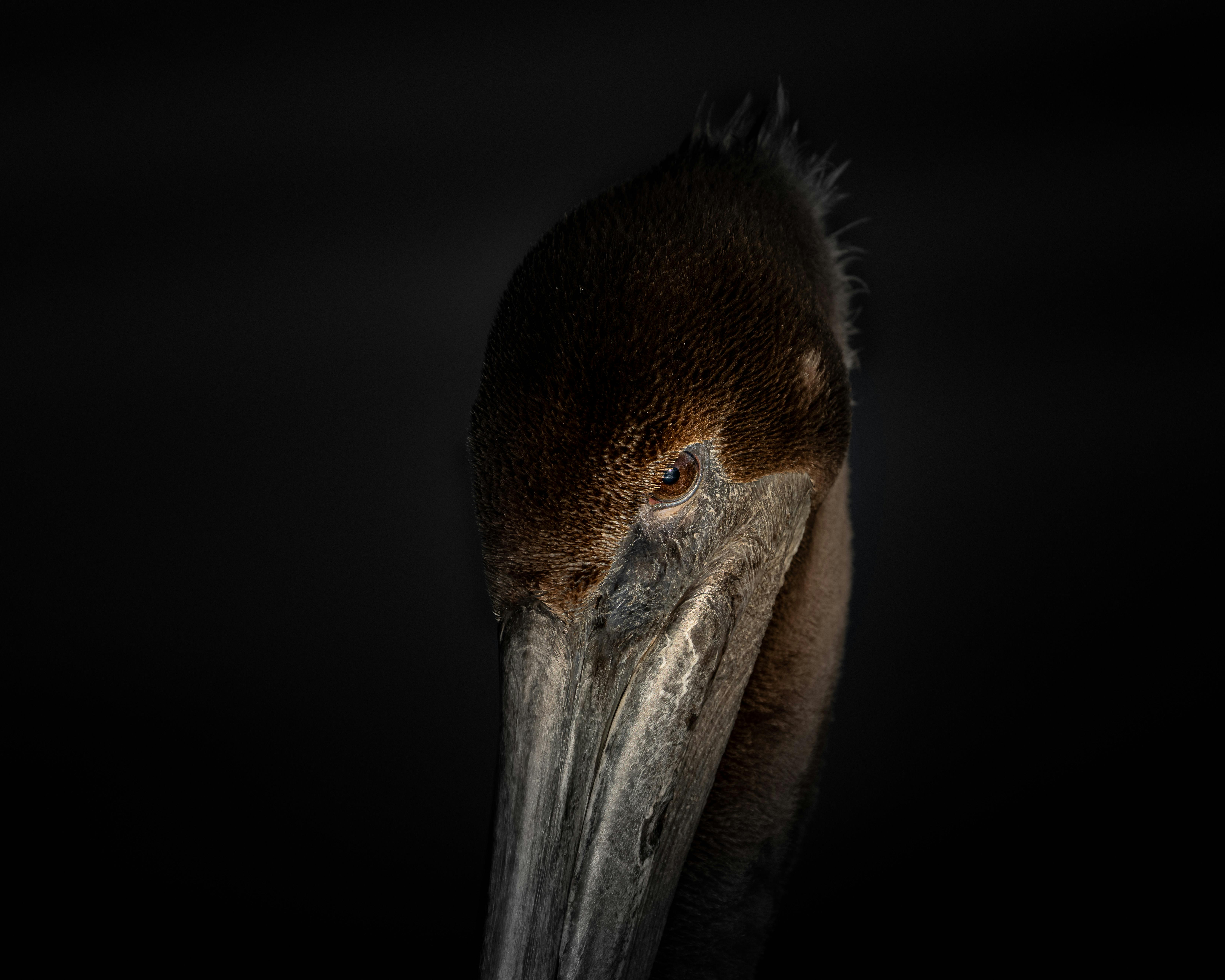Gratuit Portrait intime d'un pélican brun sur un fond sombre saisissant qui met en valeur ses traits. Photos