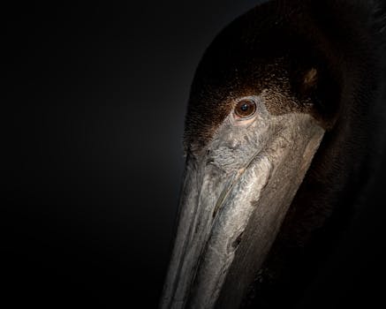 Detailed portrait of a shoebill stork with a dramatic dark background.