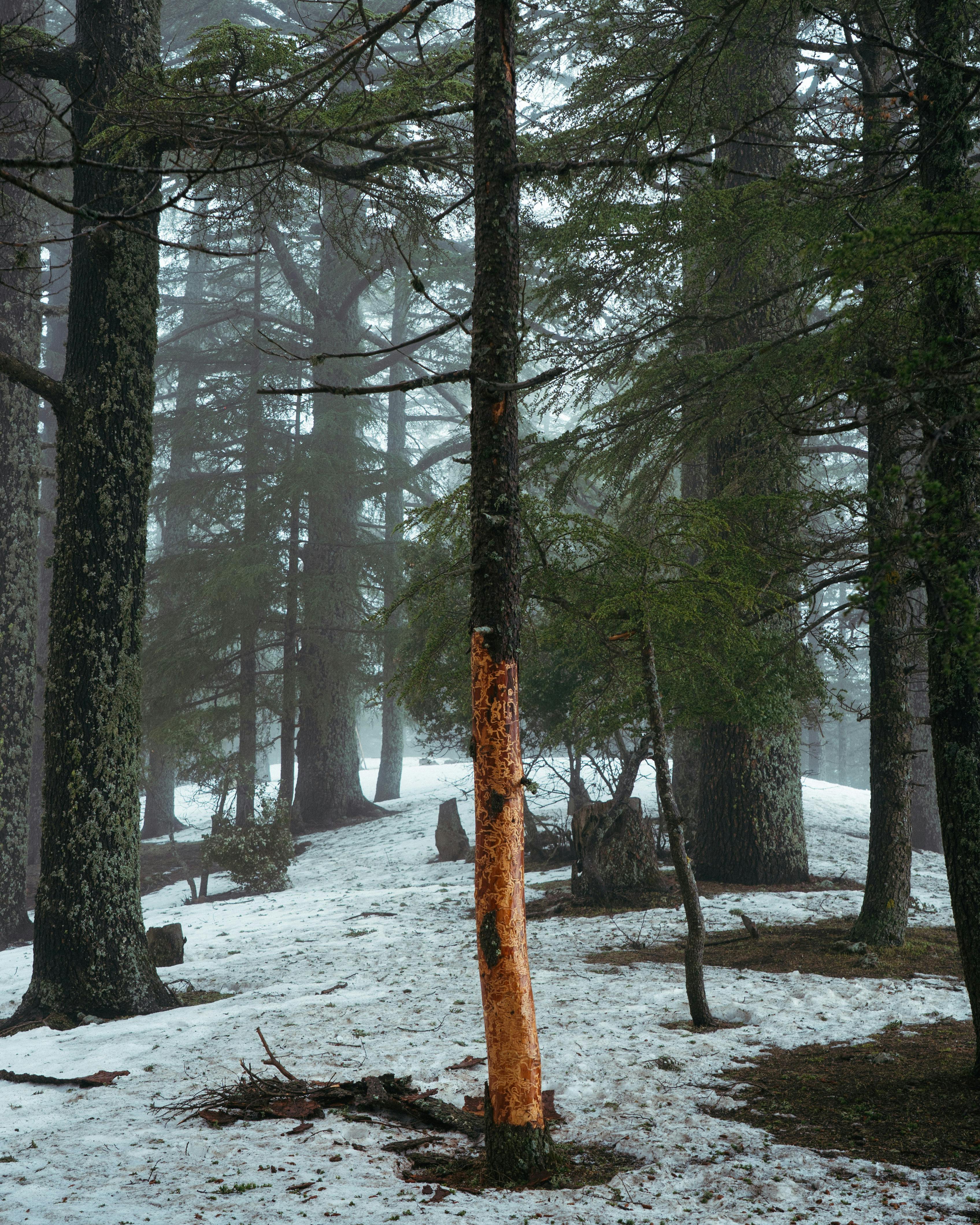 Miễn phí Ảnh lưu trữ miễn phí về ánh sáng mềm mại, ánh sáng tự nhiên, băng giá Ảnh lưu trữ