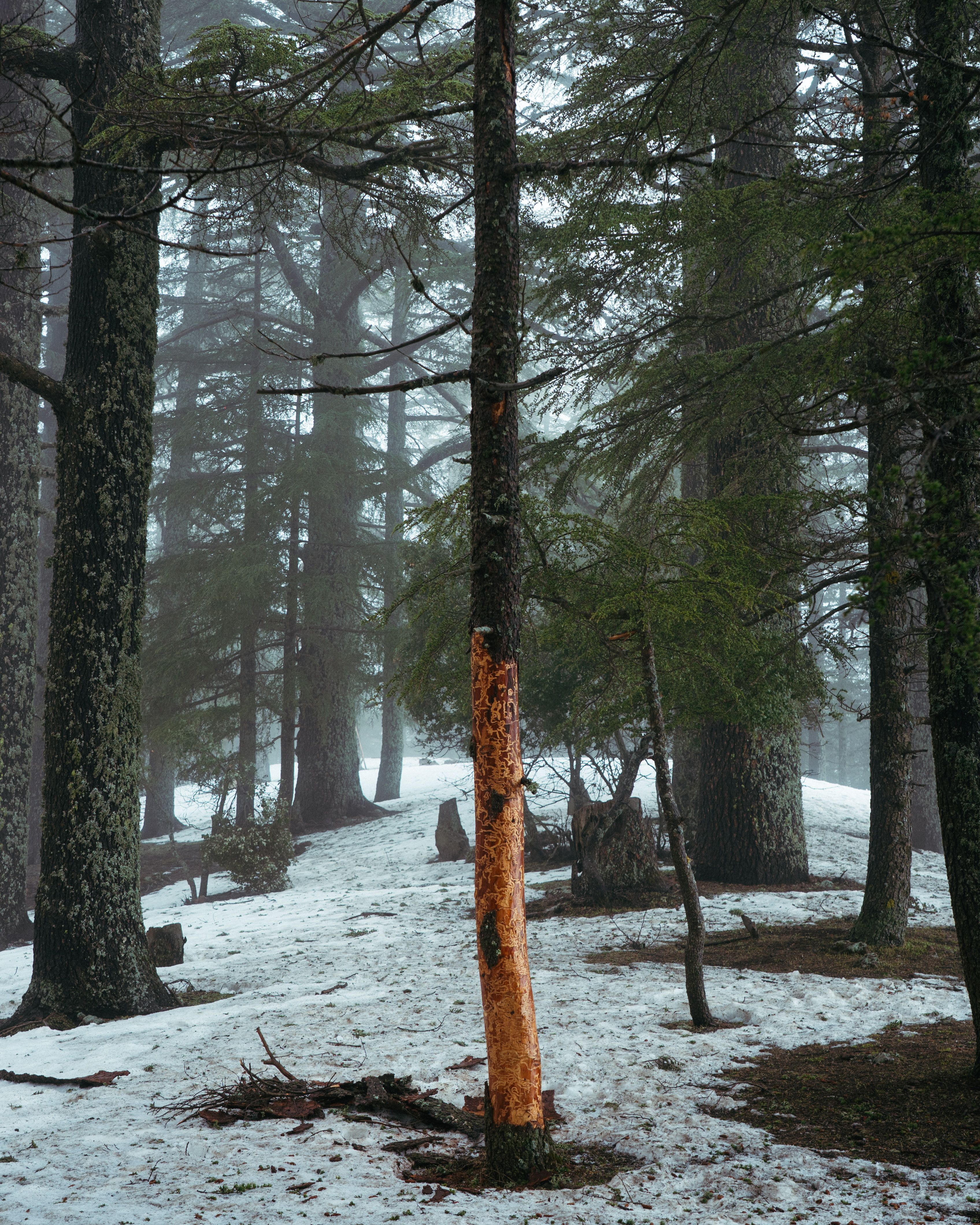 Misty Forest in Winter, Azrou, Morocco · Free Stock Photo