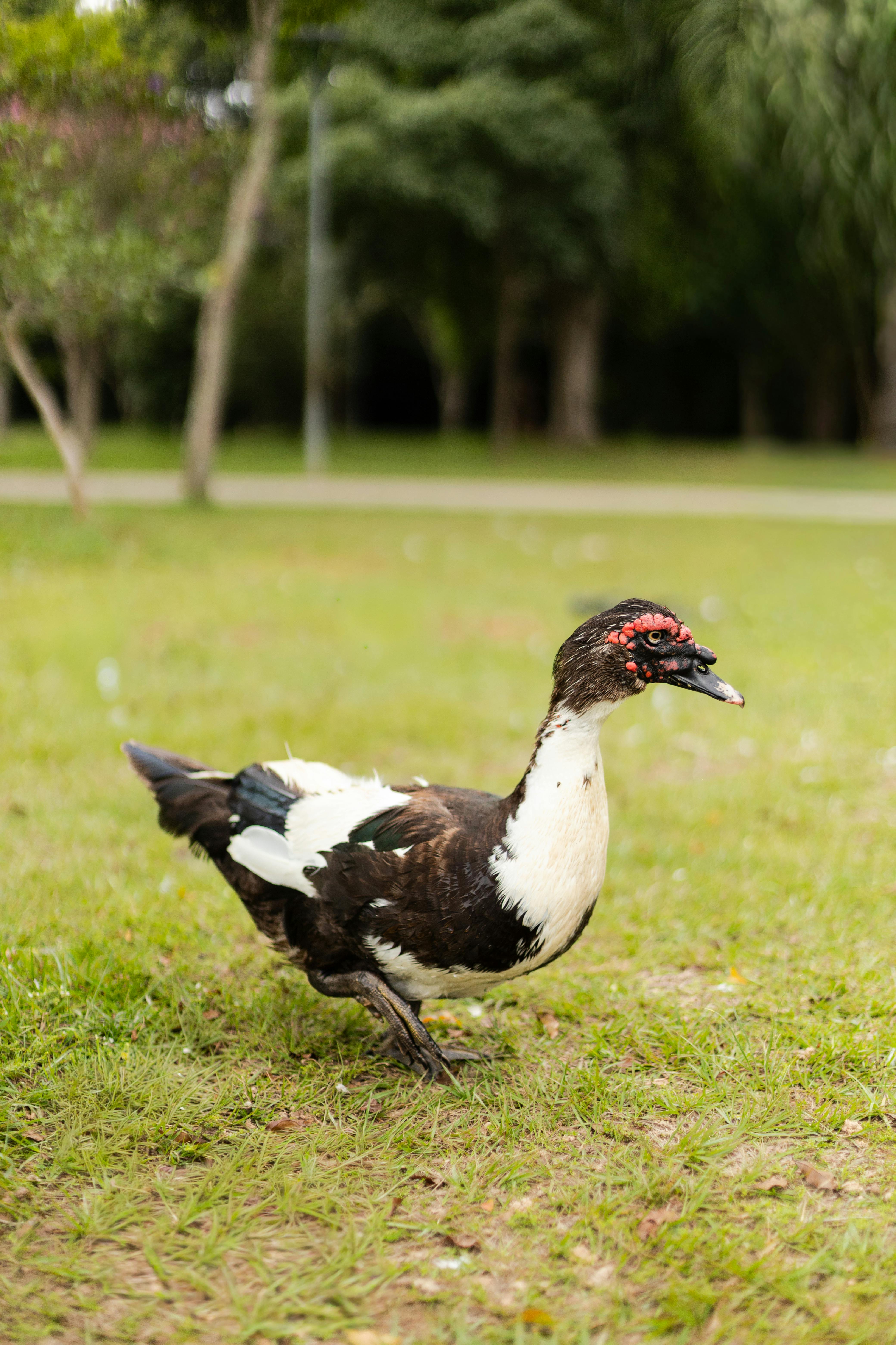 Безкоштовне Крупний план мускусної качки, яка ходить по траві в парку Сан-Паулу вдень. стокове фото