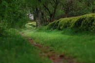 Lush Green Pathway in Fındıklı, Türkiye