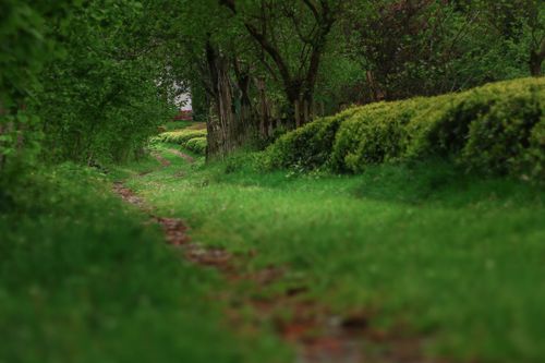 Free Serene green pathway surrounded by dense foliage in Fındıklı, Rize, Türkiye. Perfect for nature lovers. Stock Photo