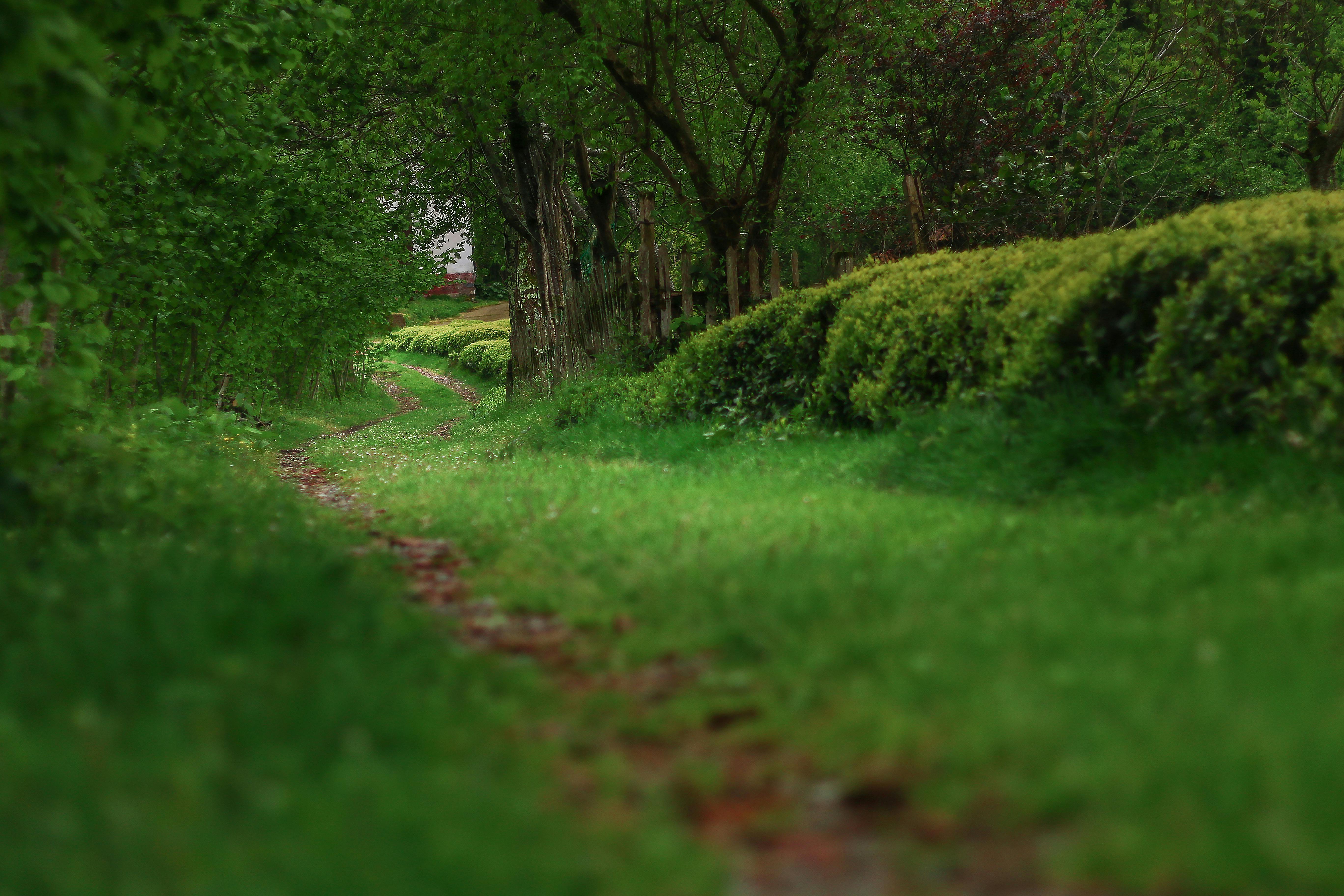Zadarmo Pokojný zelený chodník obklopený hustou vegetáciou vo Fındıklı, Rize, Turecko. Ideálne pre milovníkov prírody. Fotka z fotobanky
