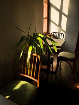 Sunlit room with wooden chairs and lush plant creating a serene atmosphere.
