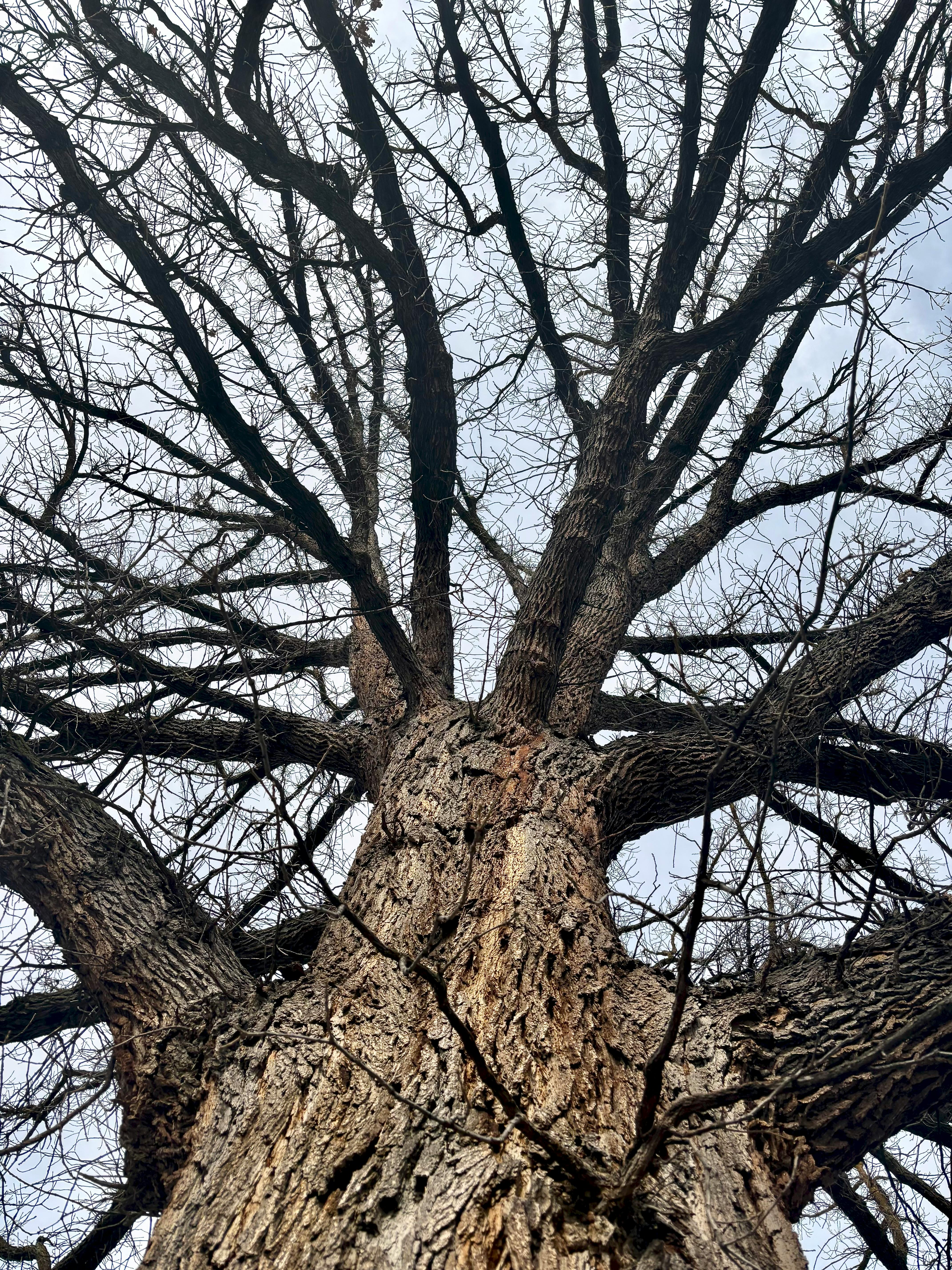 Zadarmo Podmanivý pohľad na bezlistý strom v zime, ktorý sa tiahne k nebu a zvýrazňuje zložité konáre. Fotka z fotobanky