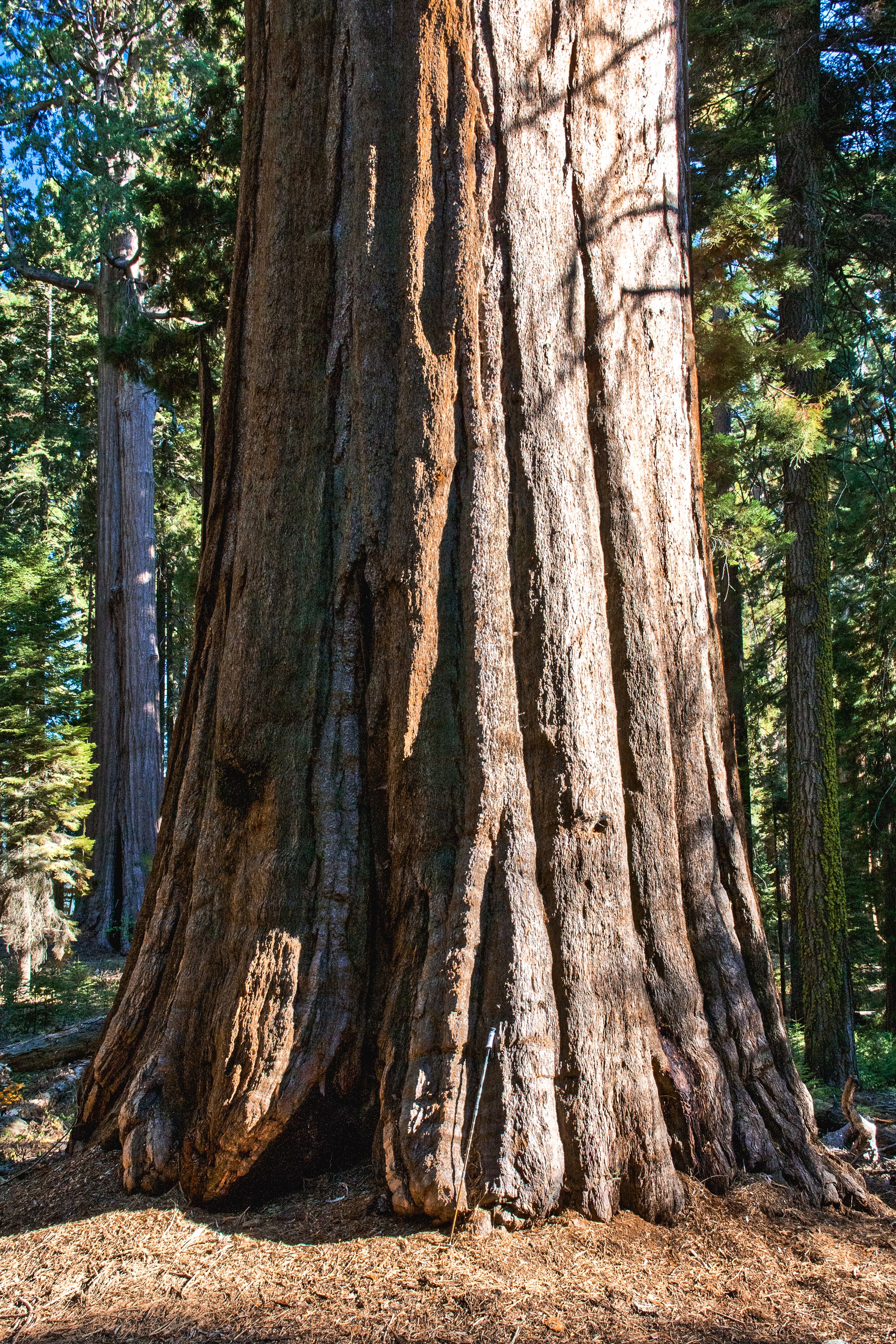 Close-up of a giant sequoia trunk in a California forest, showcasing its immense size and texture.