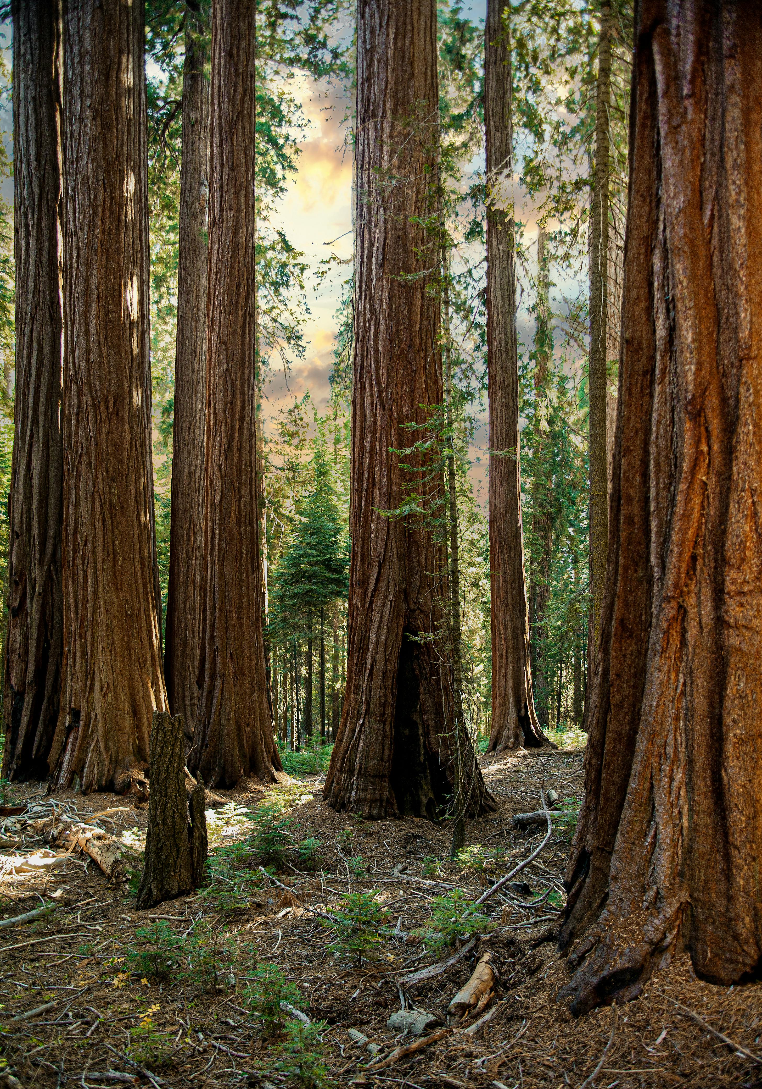 Tall sequoia trees in a sunlit forest, showcasing natural beauty and tranquility of California.