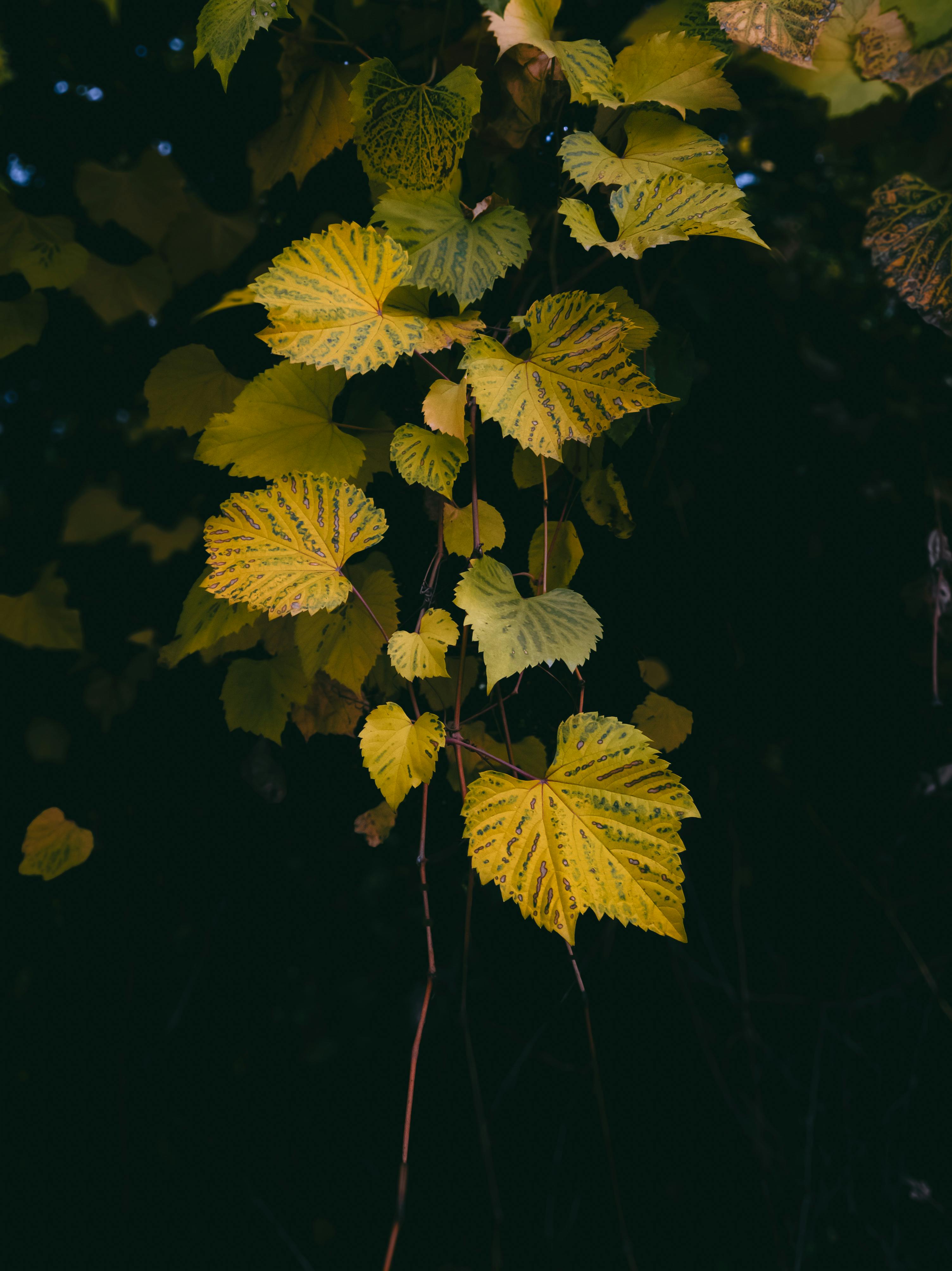 gratis Betoverende close-up van levendige geelgroene bladeren tijdens de herfst in Srinagar. Stockfoto