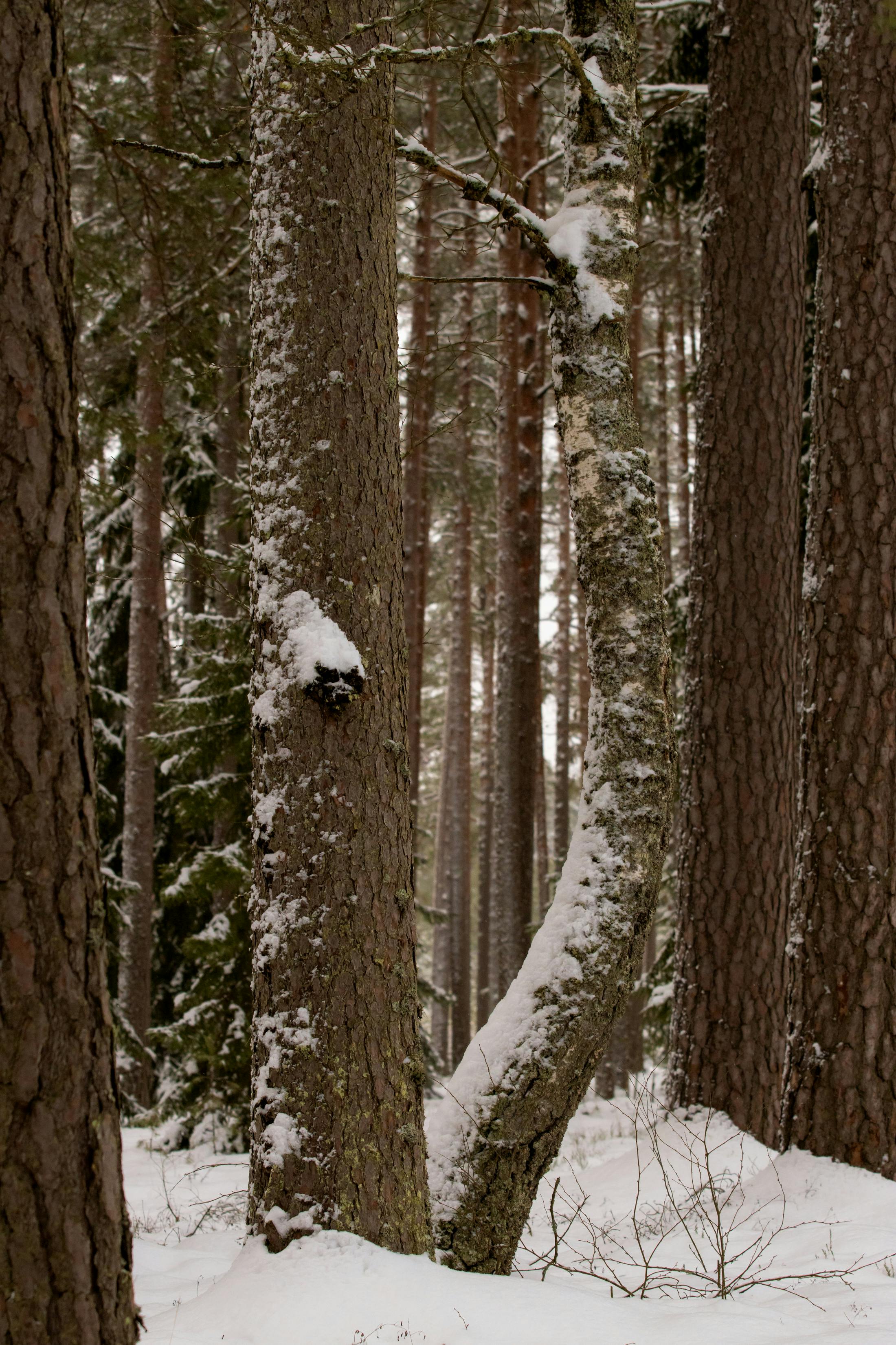 免费 不变, 冬季, 冬季仙境 的 免费素材图片 素材图片