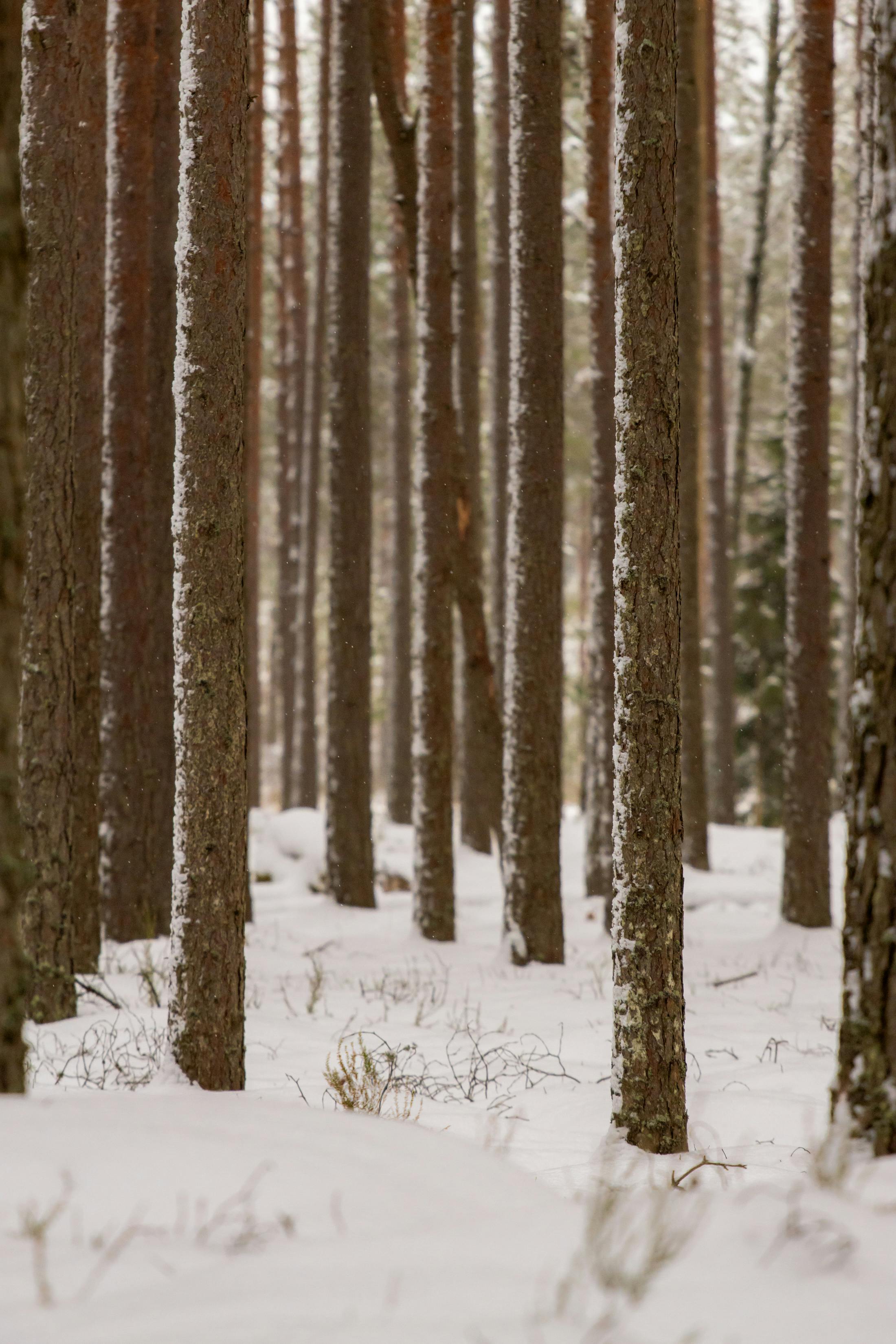 Ingyenes stockfotó ág, békés, burgonyaszirom témában Stockfotó