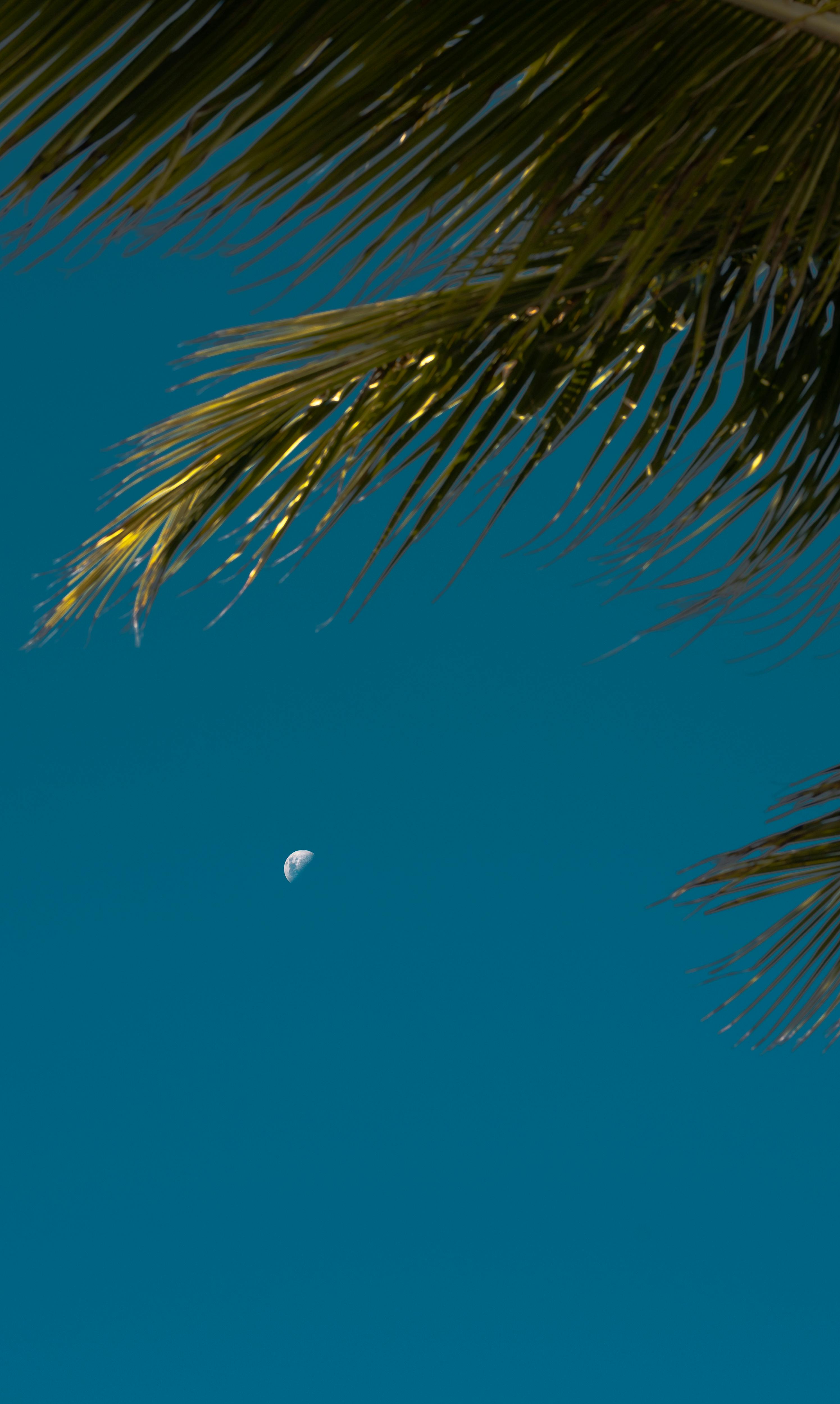 Δωρεάν Φύλλα φοίνικα πλαισιώνουν μια ημισέληνο σε έναν καθαρό τροπικό ουρανό, αποπνέοντας μια γαλήνια καλοκαιρινή ατμόσφαιρα. Φωτογραφία από στοκ φωτογραφιών