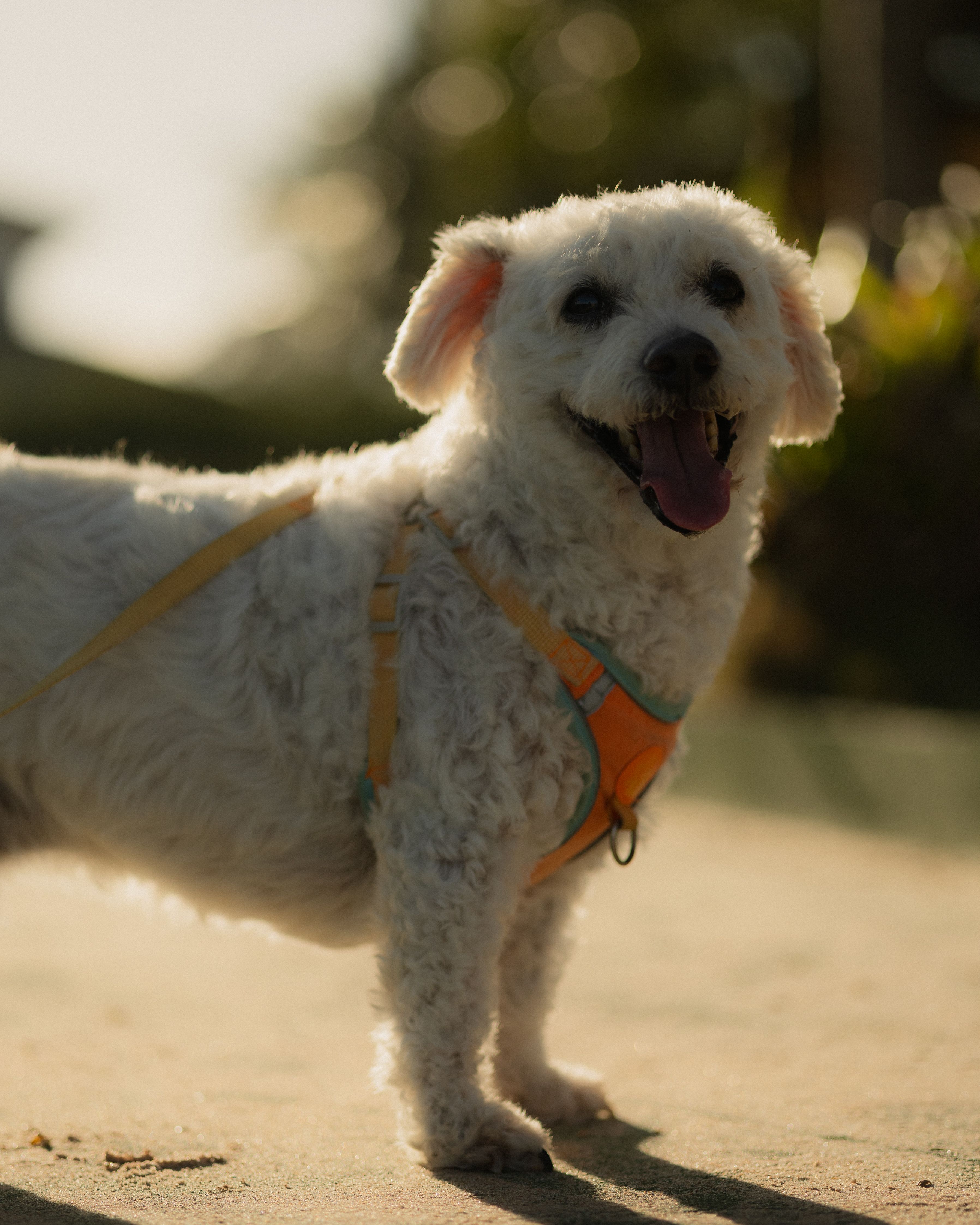 Cute Happy Dog Enjoying a Sunny Beach Day · Free Stock Photo