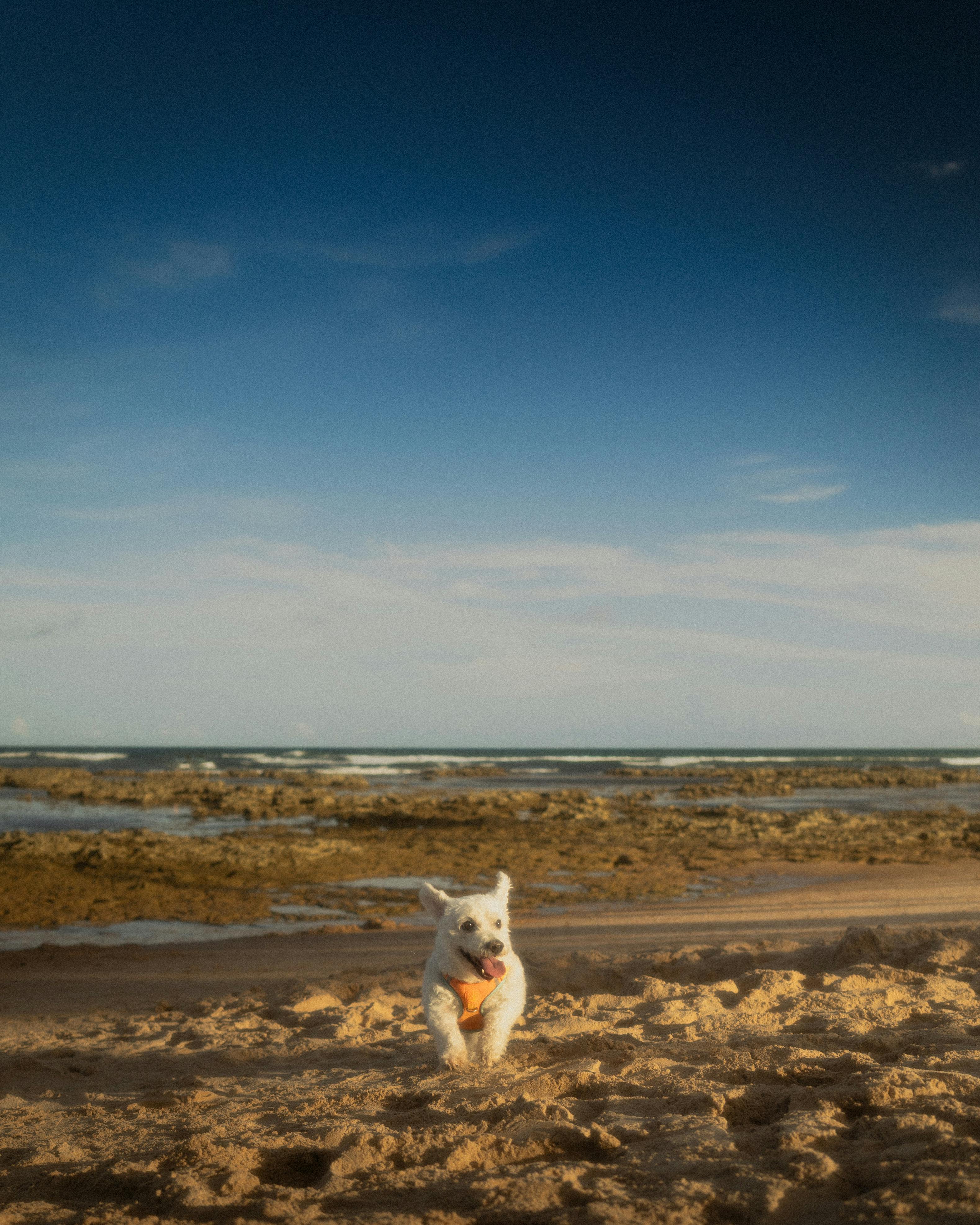 ingyenes Boldog kutya fut egy homokos tengerparton, a háttérben az óceánnal egy nyári napon. Stockfotó