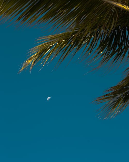 Free Serene tropical scene featuring palm leaves against a blue sky with a visible half moon. Stock Photo