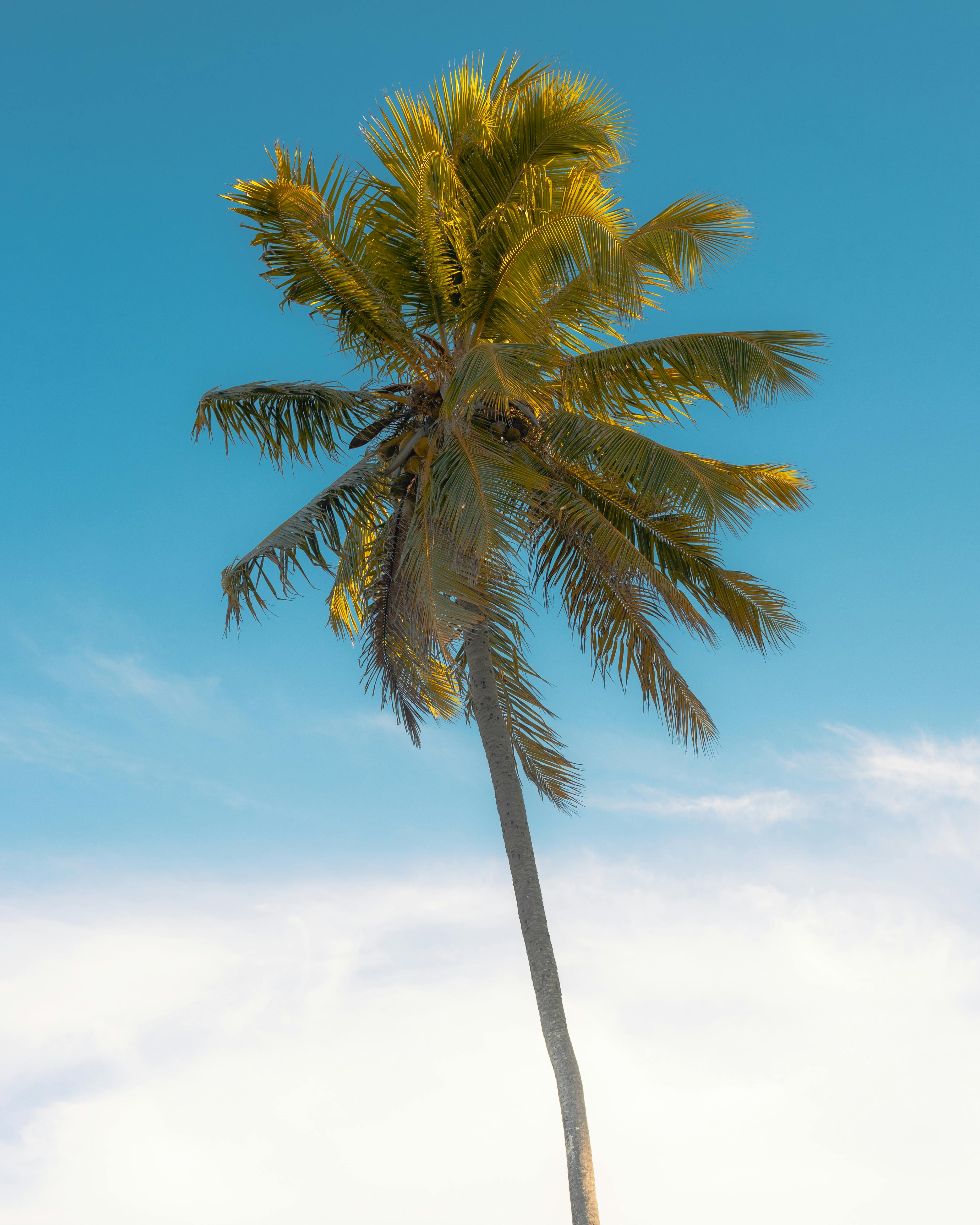 Ücretsiz Zarif yaprakları canlı mavi gökyüzüne karşı sallanan yalnız bir palmiye ağacı, tropikal bir dinginliği yansıtıyor. Stok Fotoğraflar