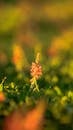Macro Shot of Pink Wildflower in Sunlit Field