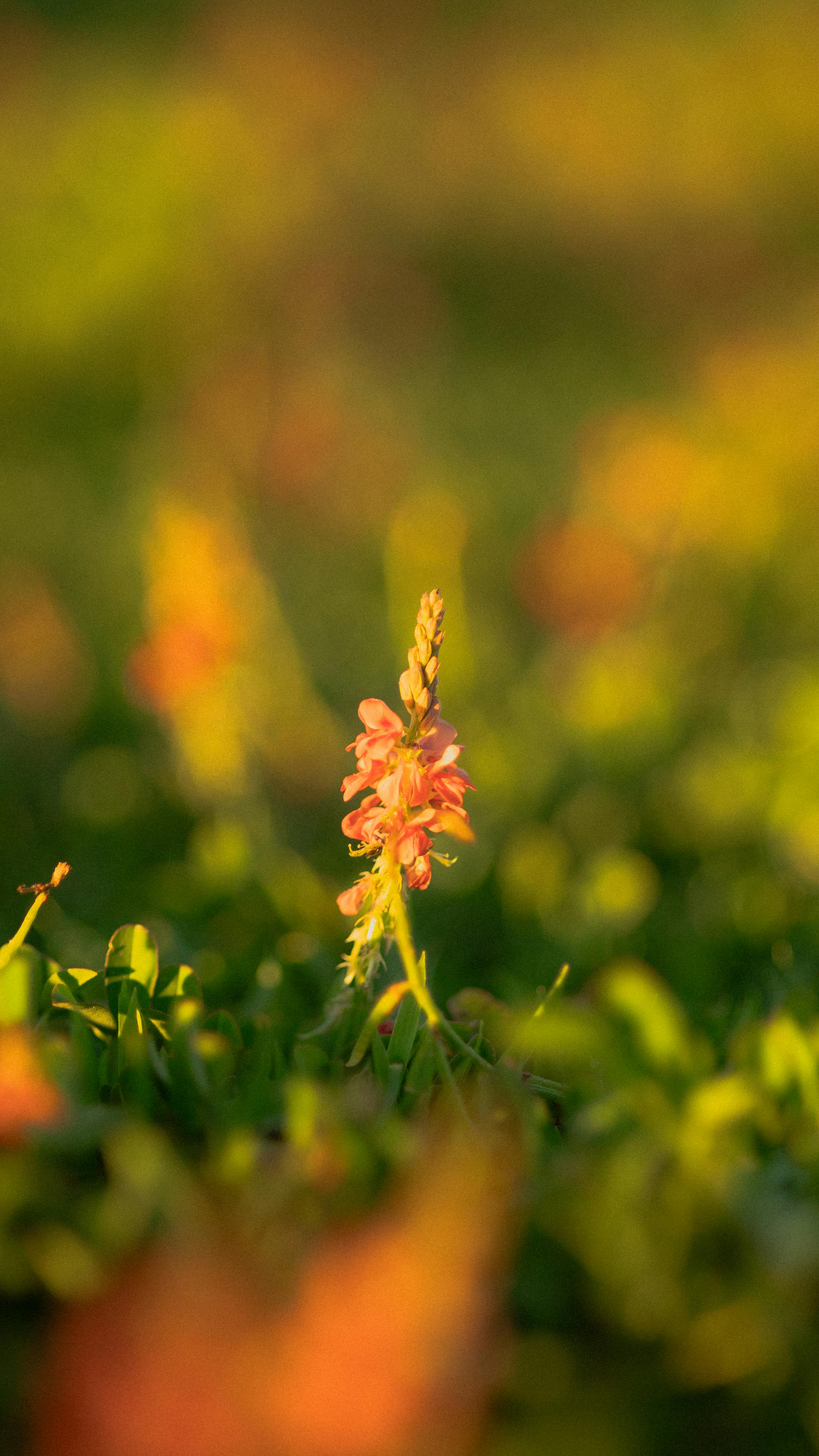Macro Shot of Pink Wildflower in Sunlit Field