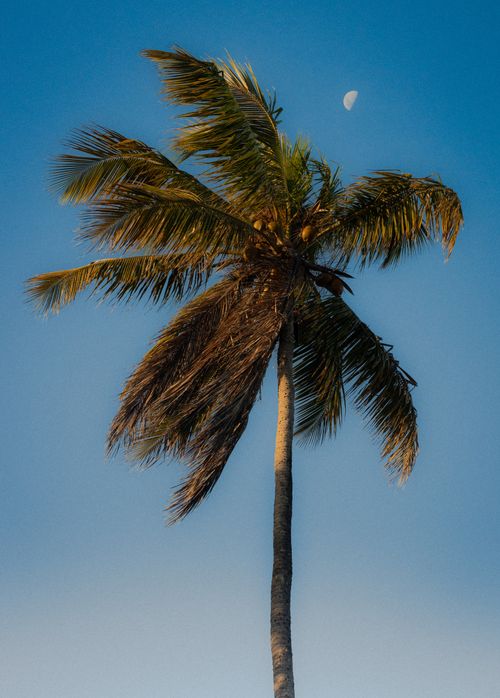 Free A serene tropical palm tree silhouetted against a blue sky with the moon visible. Stock Photo