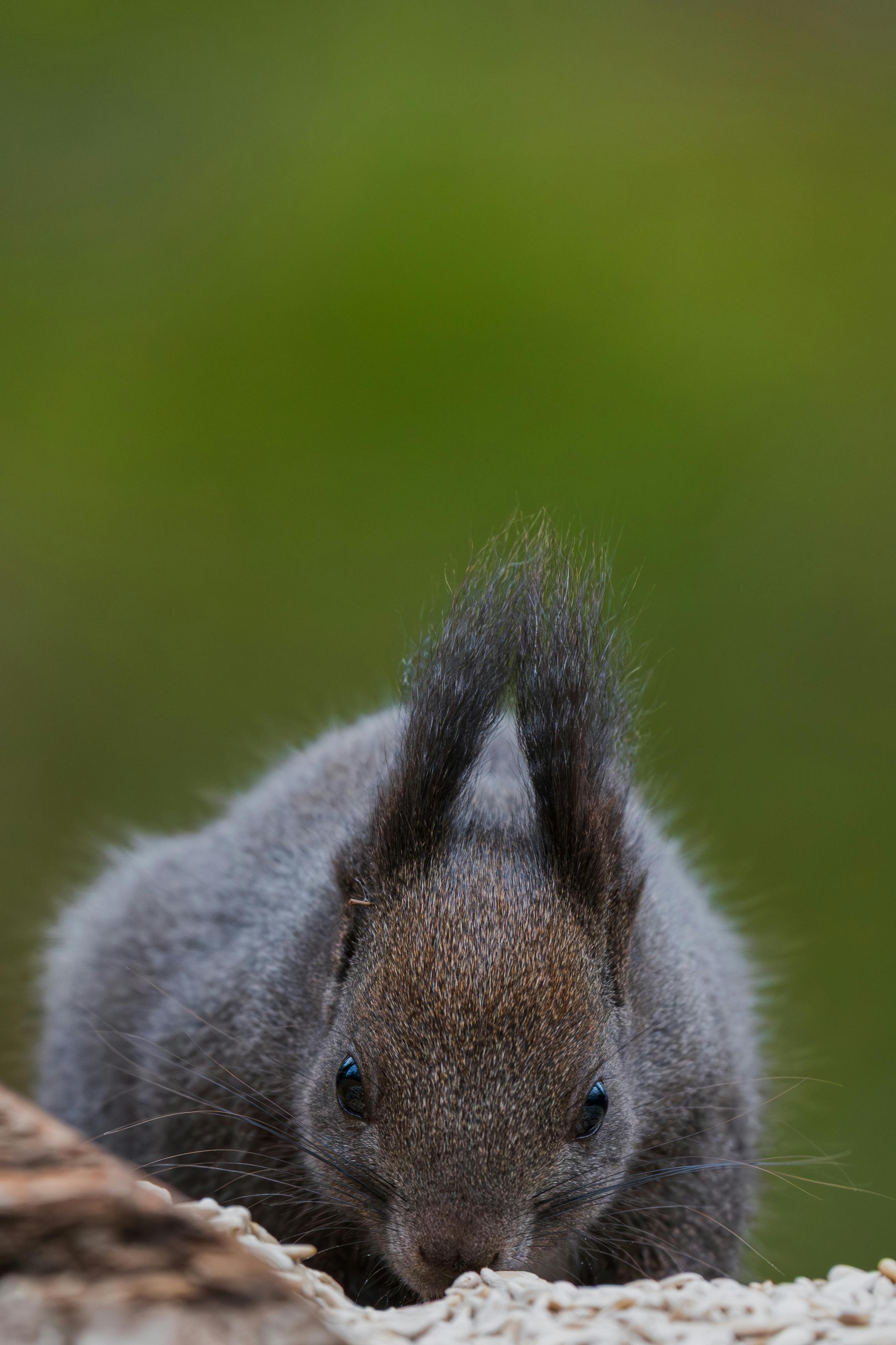бесплатная Детальный крупный план белки на размытом зеленом фоне, демонстрирующий особенности дикой природы. Стоковое фото