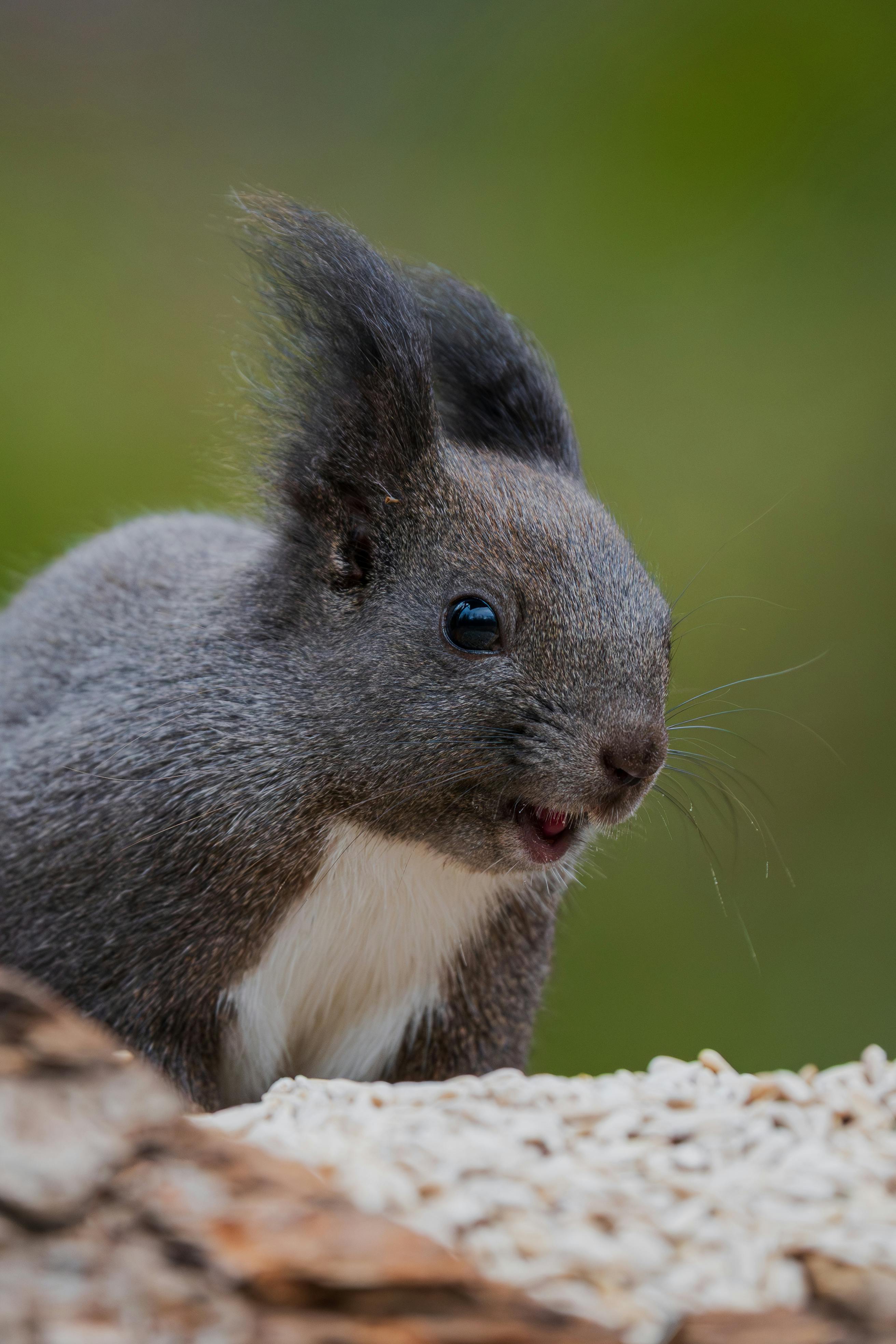 Gratis Søtt eurasisk ekorn på nærbilde med myk pels og årvåkne øyne utendørs. Arkivbilde