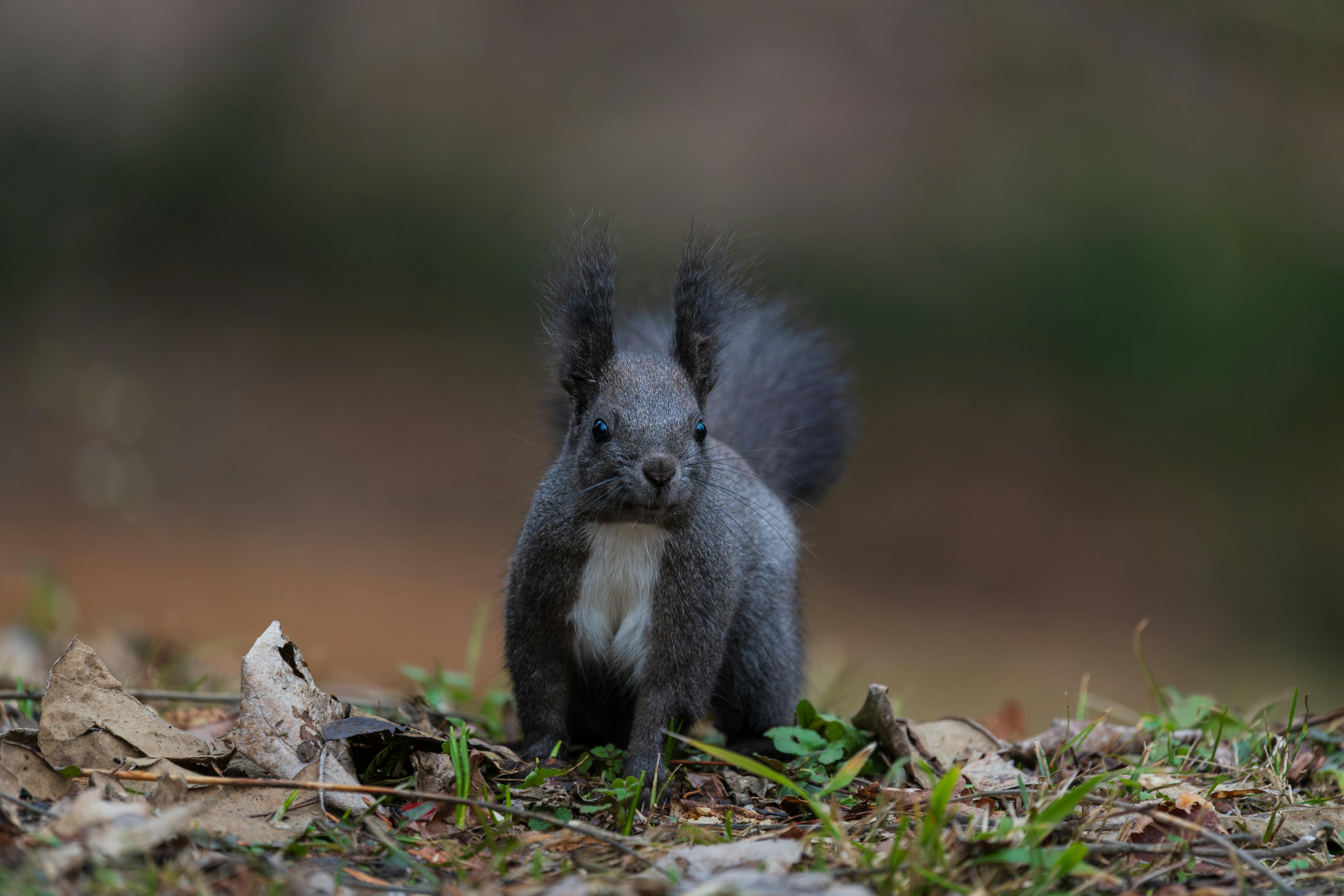 Zadarmo Fotobanka s bezplatnými fotkami na tému bokeh, čierne oči, divé zviera Fotka z fotobanky