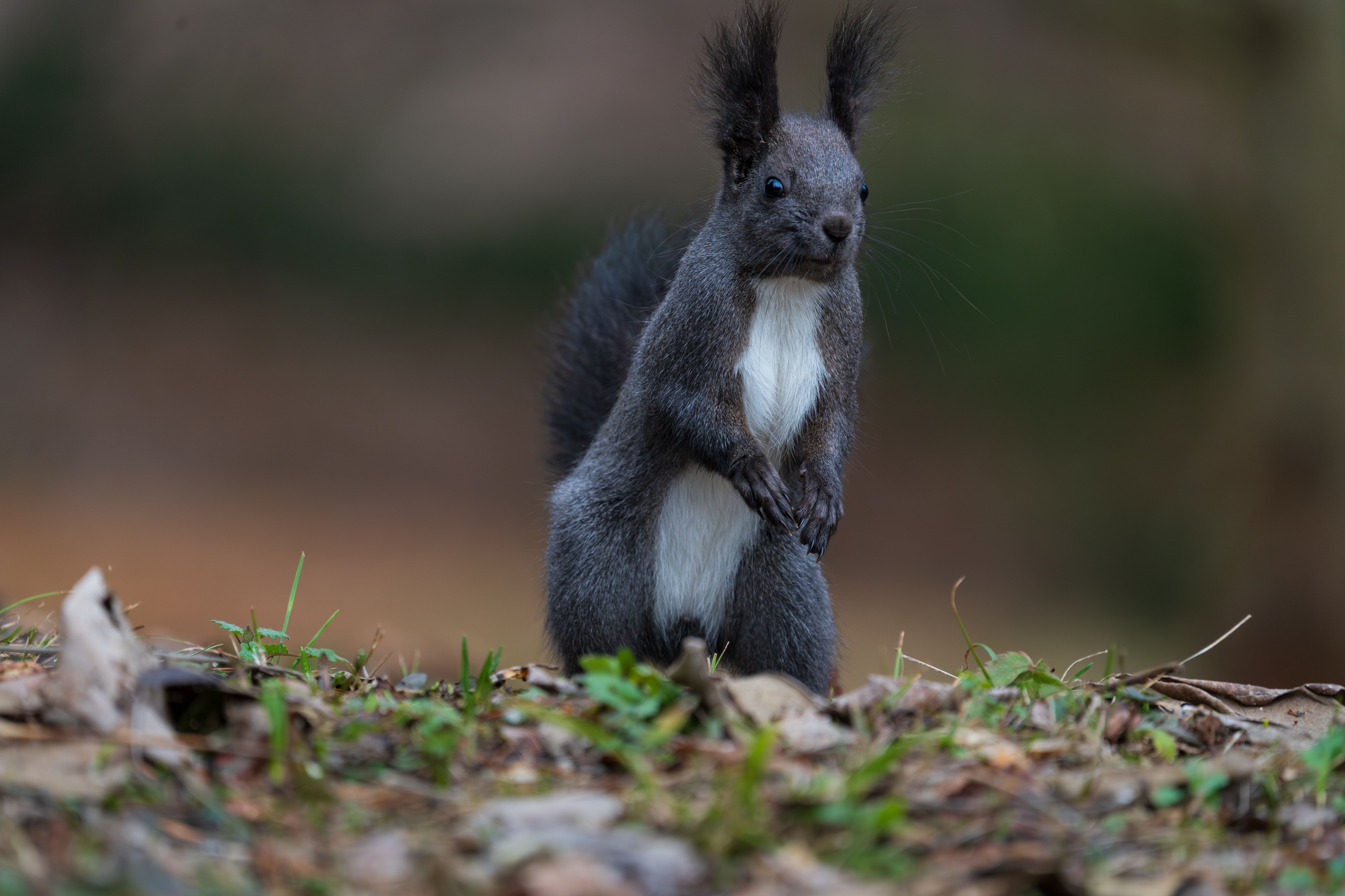 Close-Up of a Eurasian Squirrel in Natural Habitat · Free Stock Photo