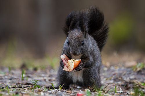 Free A squirrel munches on an apple, captured in a natural outdoor setting. Stock Photo