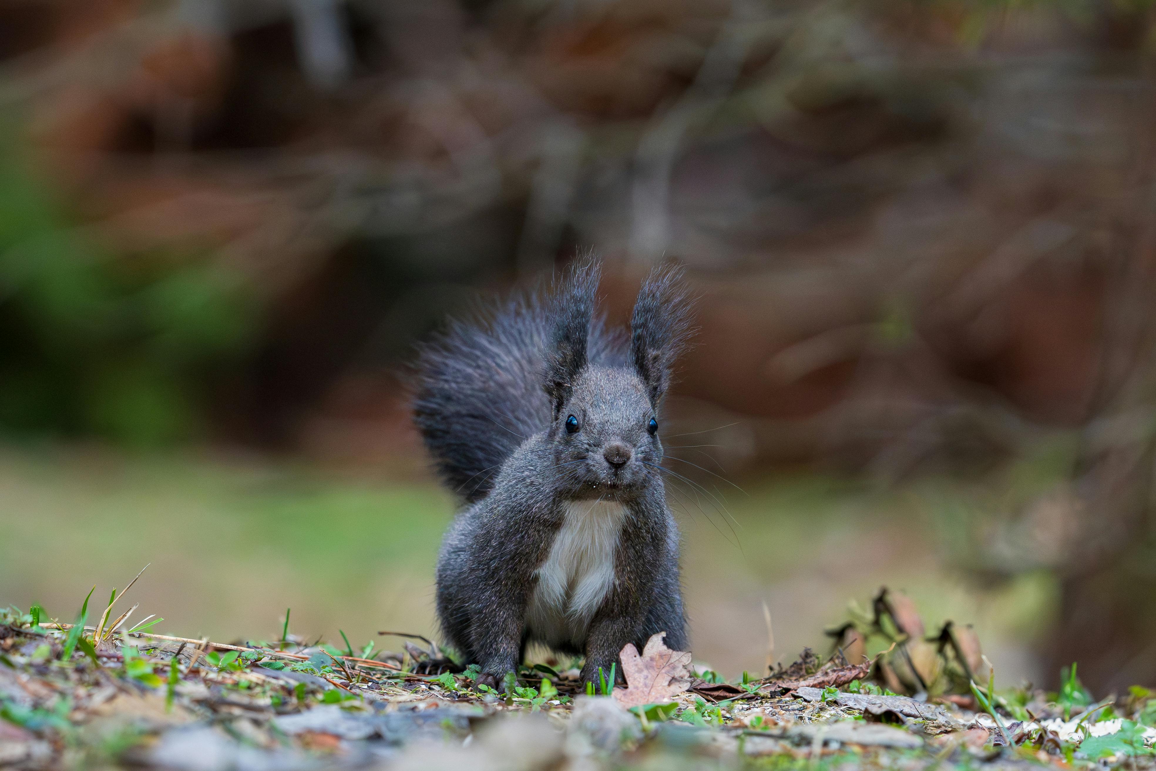 Zadarmo Rozkošná chlpatá veverička v prirodzenom prostredí, ideálna pre milovníkov divokej zveri. Fotka z fotobanky