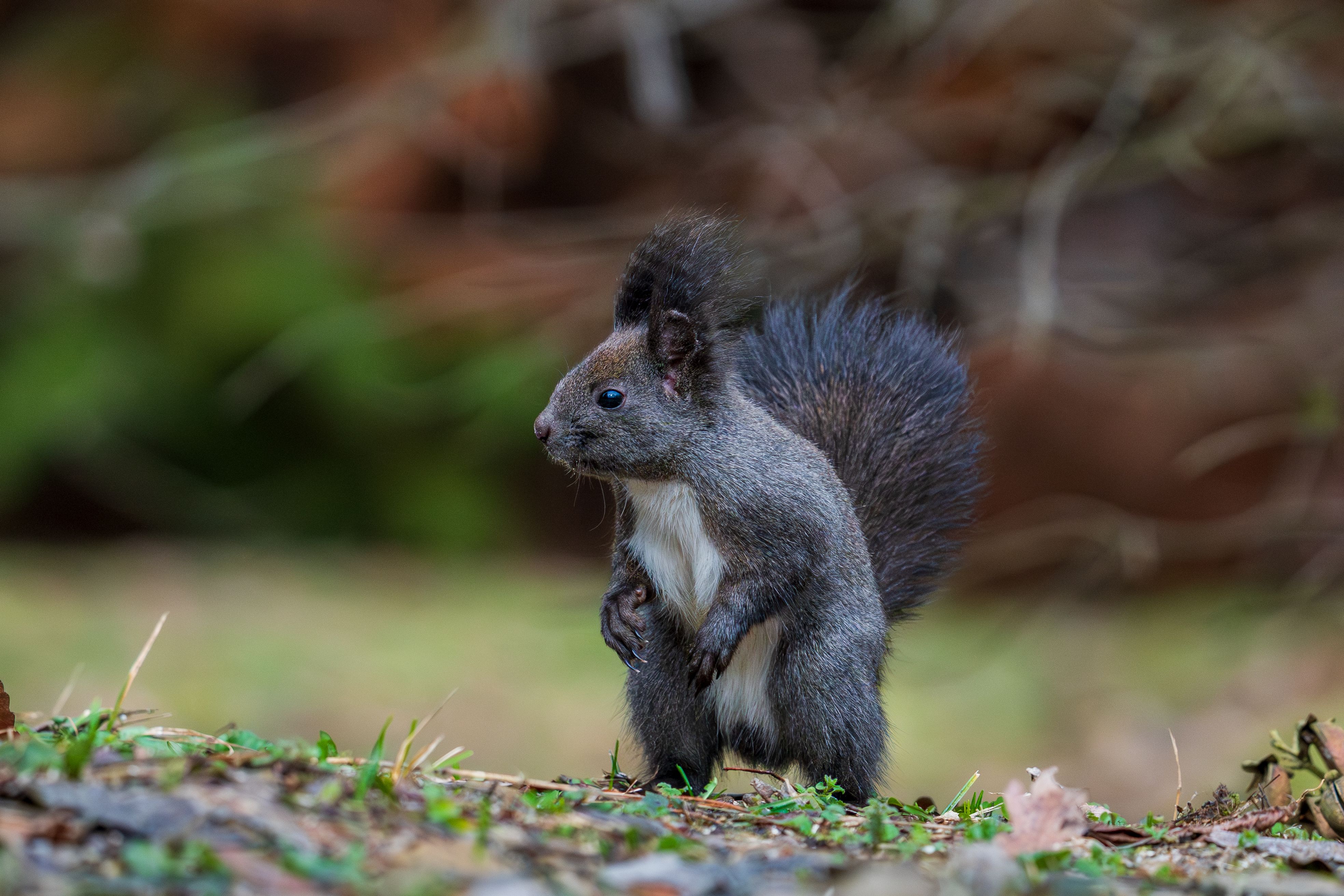 Close-up of Siberian Flying Squirrel in Natural Habitat · Free Stock Photo