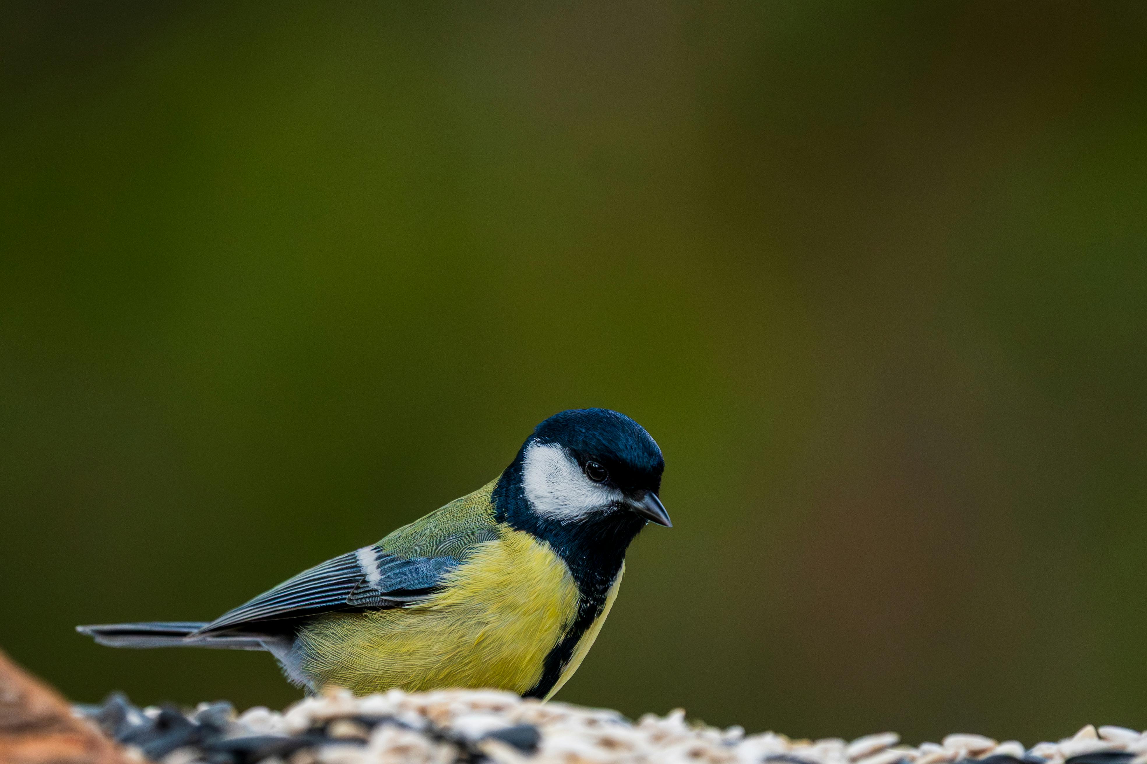 免费 @户外, parus major, 下跌 的 免费素材图片 素材图片