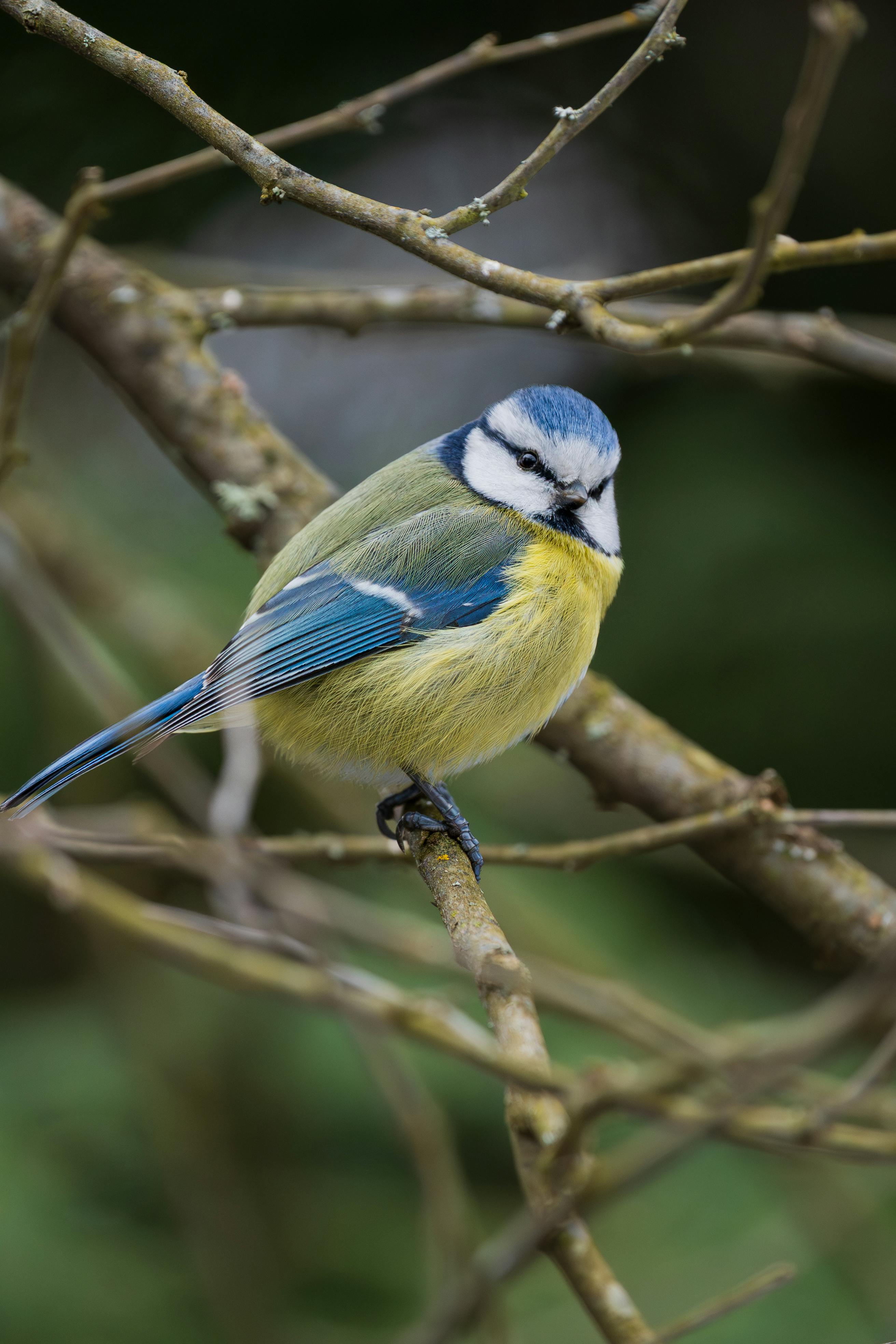 Zadarmo Jasný a živý záber vtáka belasého sediaceho na konári v prírodnom prostredí. Fotka z fotobanky