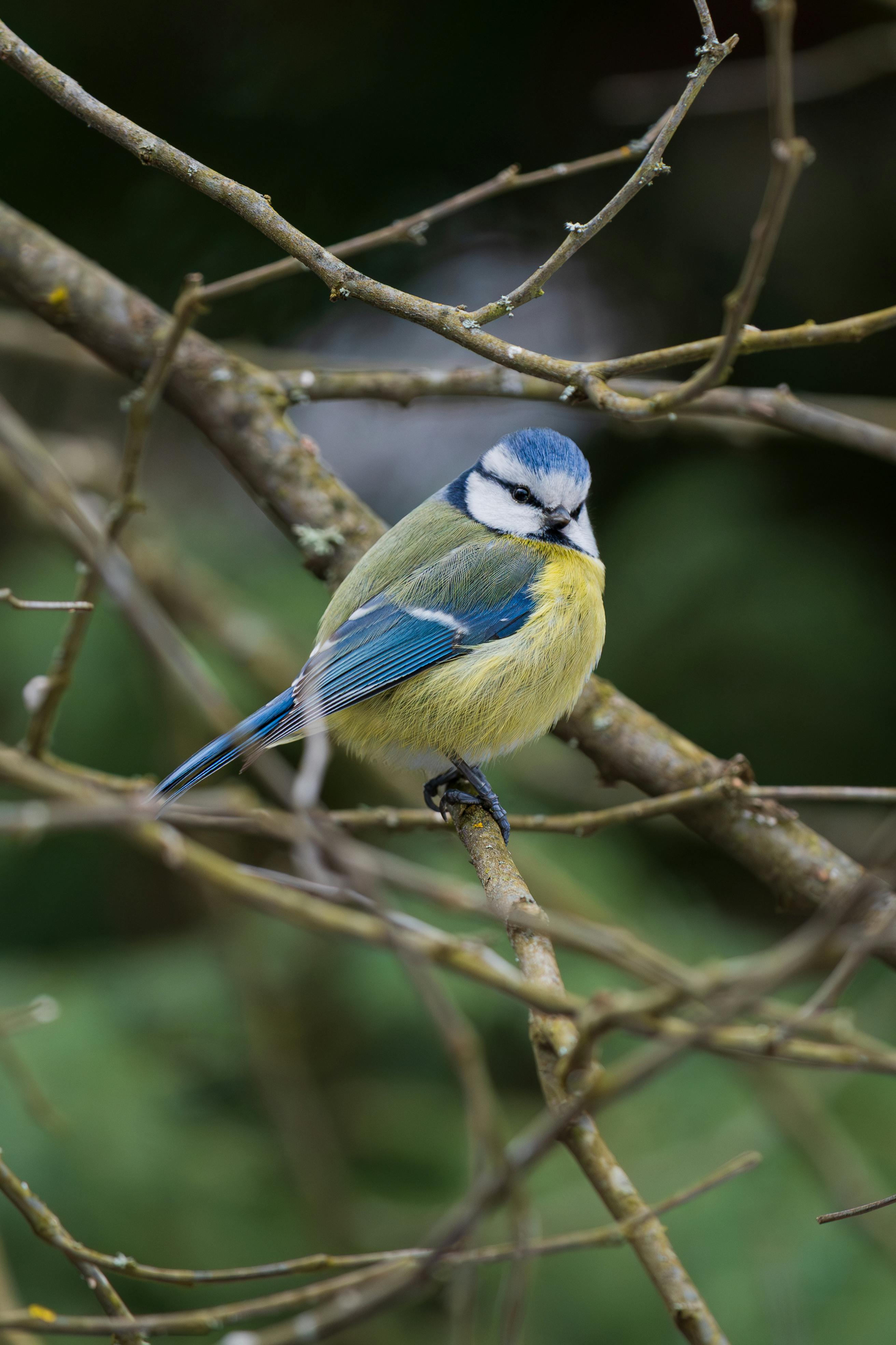 Zadarmo Sýkorka modrika sediaca na konári a zvýrazňujúca svoje žiarivé operenie v prirodzenom prostredí. Fotka z fotobanky
