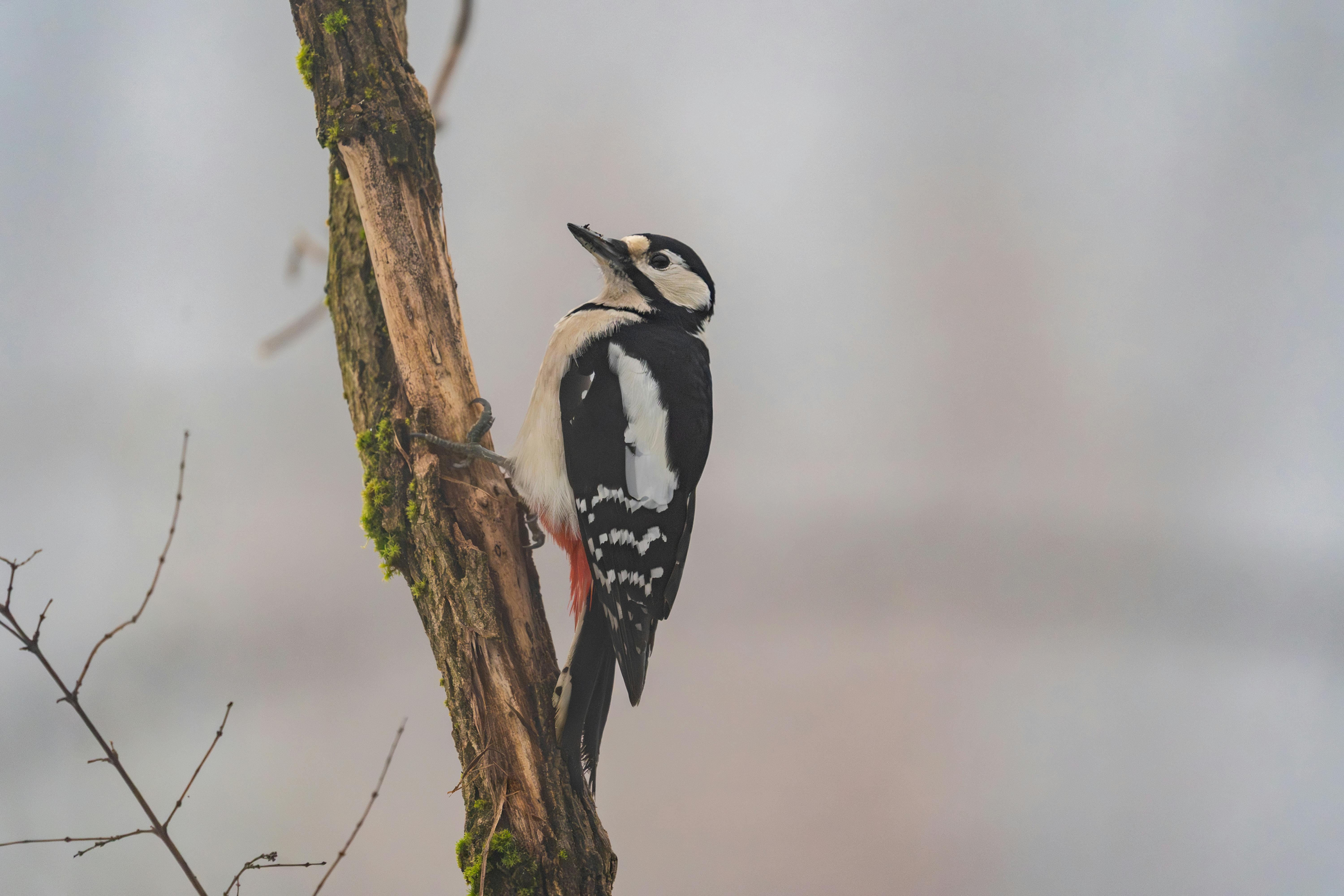 Zadarmo Ďateľ škvrnitý sediaci na machom obrastenom kmeni stromu v prírodnom prostredí. Fotka z fotobanky
