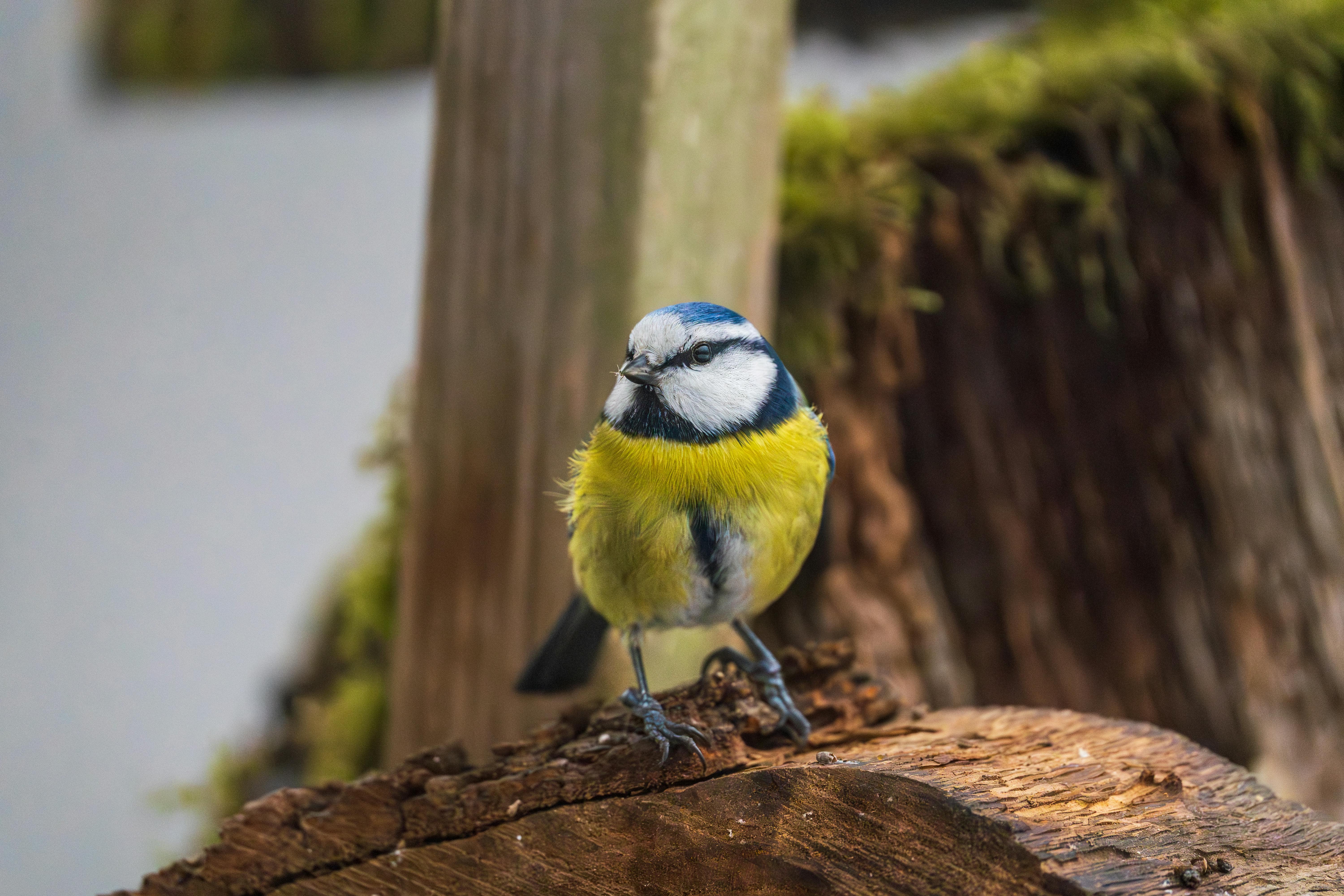 Δωρεάν Ένα ζωηρό μπλε πουλί κάθεται σε έναν κούτσουρο καλυμμένο με βρύα, επιδεικνύοντας το πολύχρωμο φτέρωμά του. Φωτογραφία από στοκ φωτογραφιών