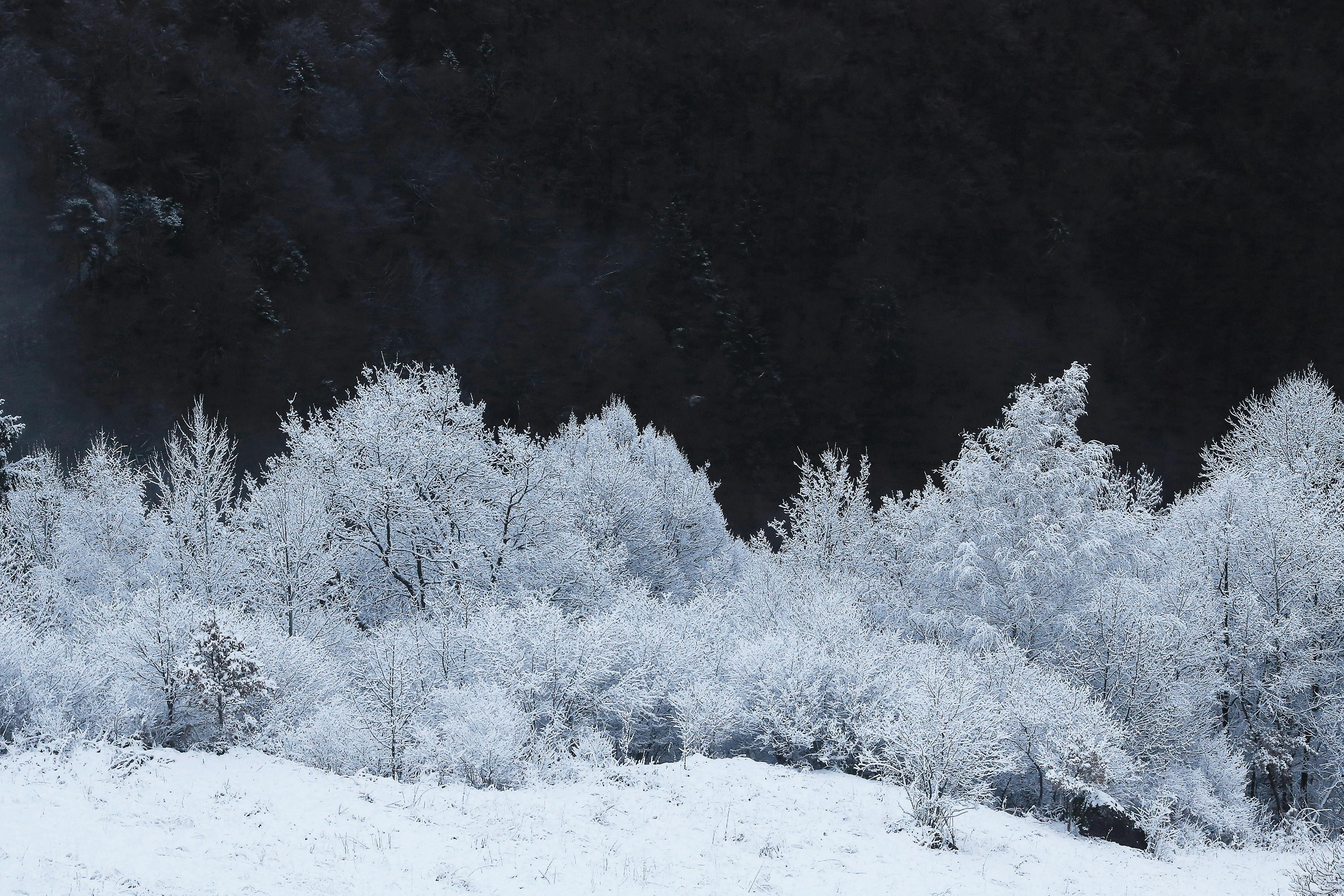 Miễn phí Một khung cảnh mùa đông yên bình với những hàng cây phủ tuyết ở vùng Auvergne-Rhône-Alpes, Pháp. Ảnh lưu trữ