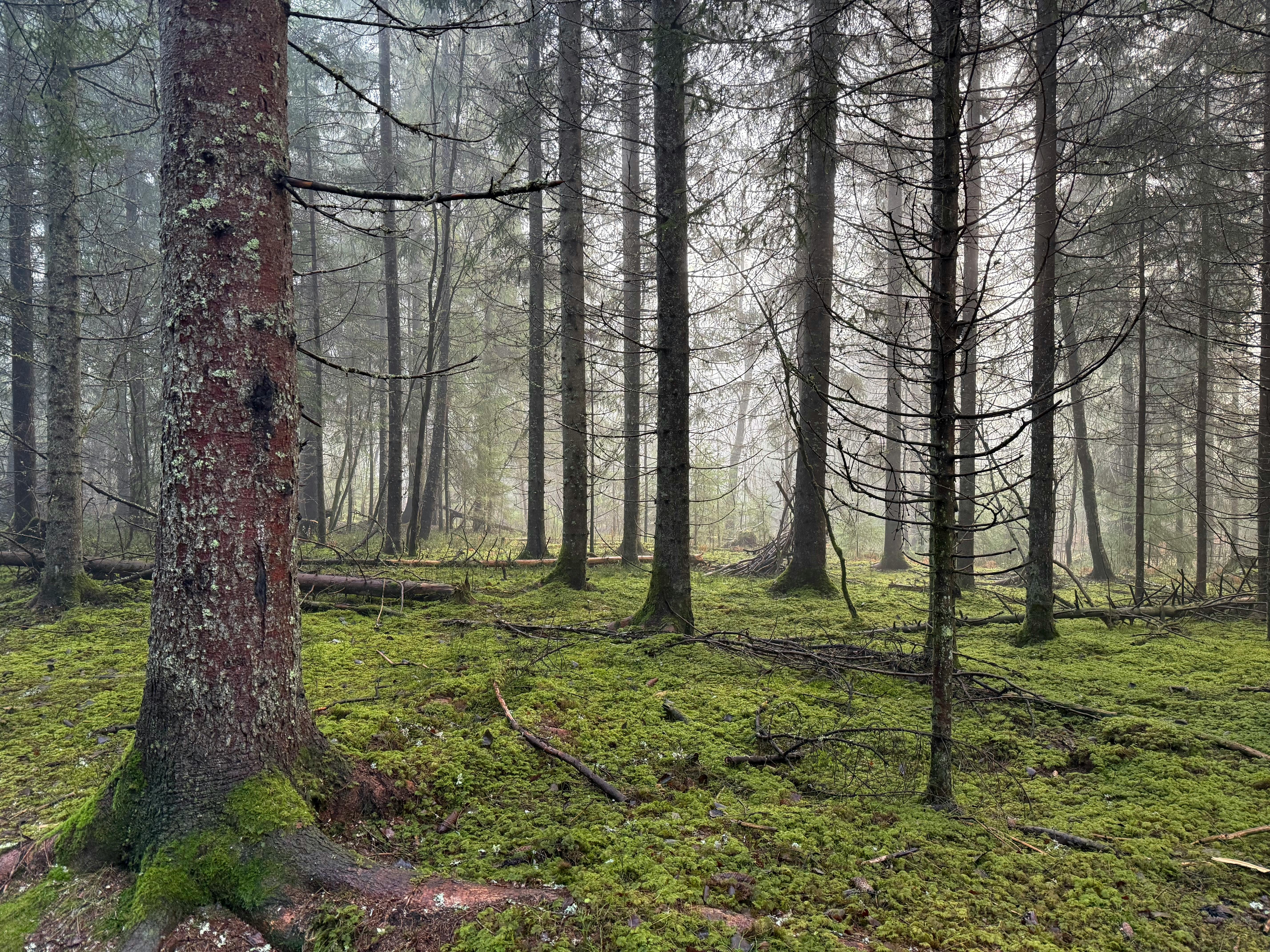Gratis Fredelig utsikt over en mosedekt skogbunn under høye trær i norsk skog. Arkivbilde