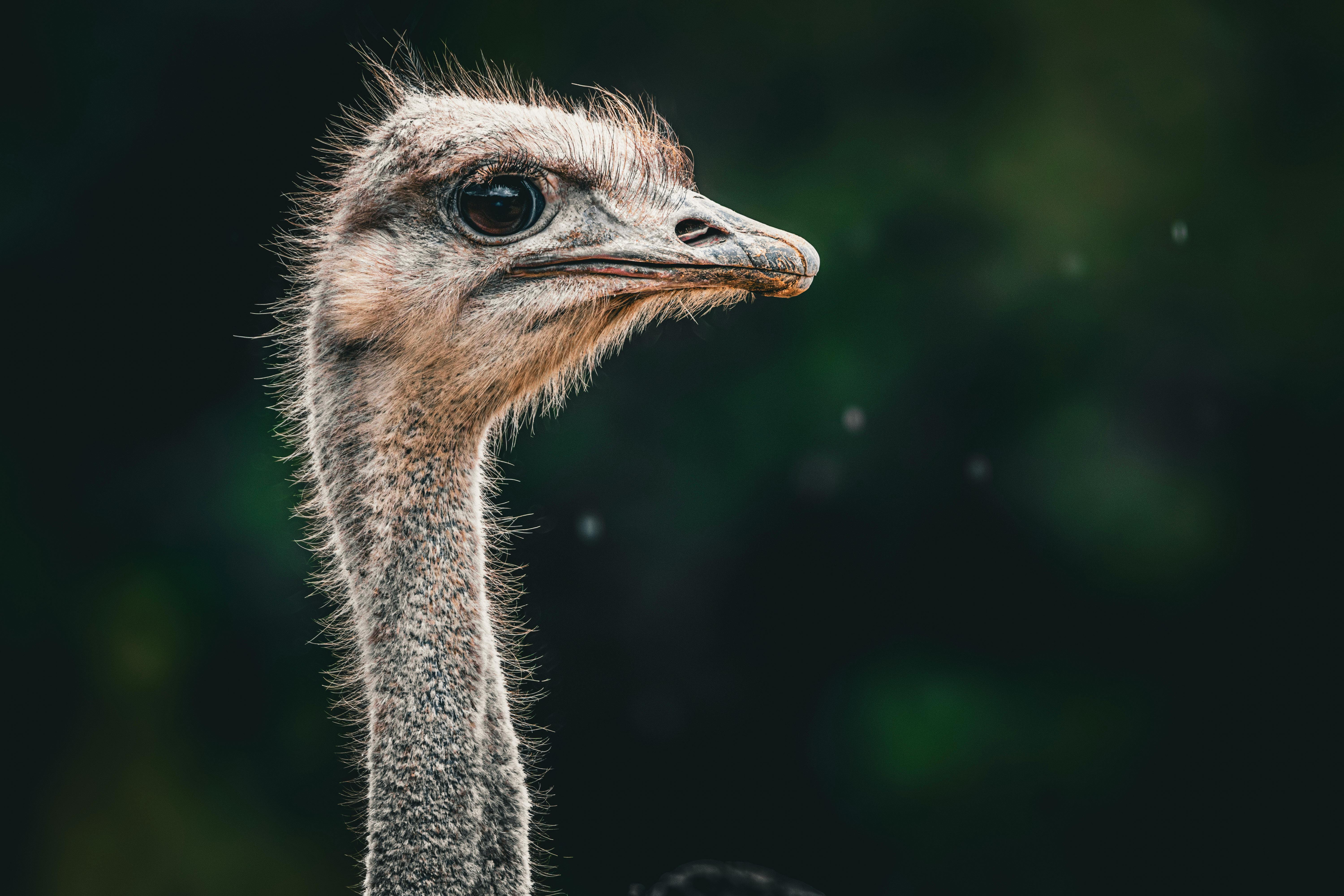 Miễn phí Ảnh lưu trữ miễn phí về biểu hiện, Bo mạch, cái đầu Ảnh lưu trữ