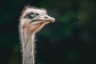 Close-up Portrait of a Majestic Ostrich