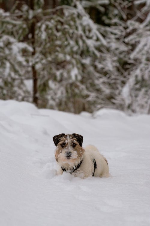Free A Jack Russell Terrier enjoys a snowy winter day outdoors, surrounded by trees. Stock Photo